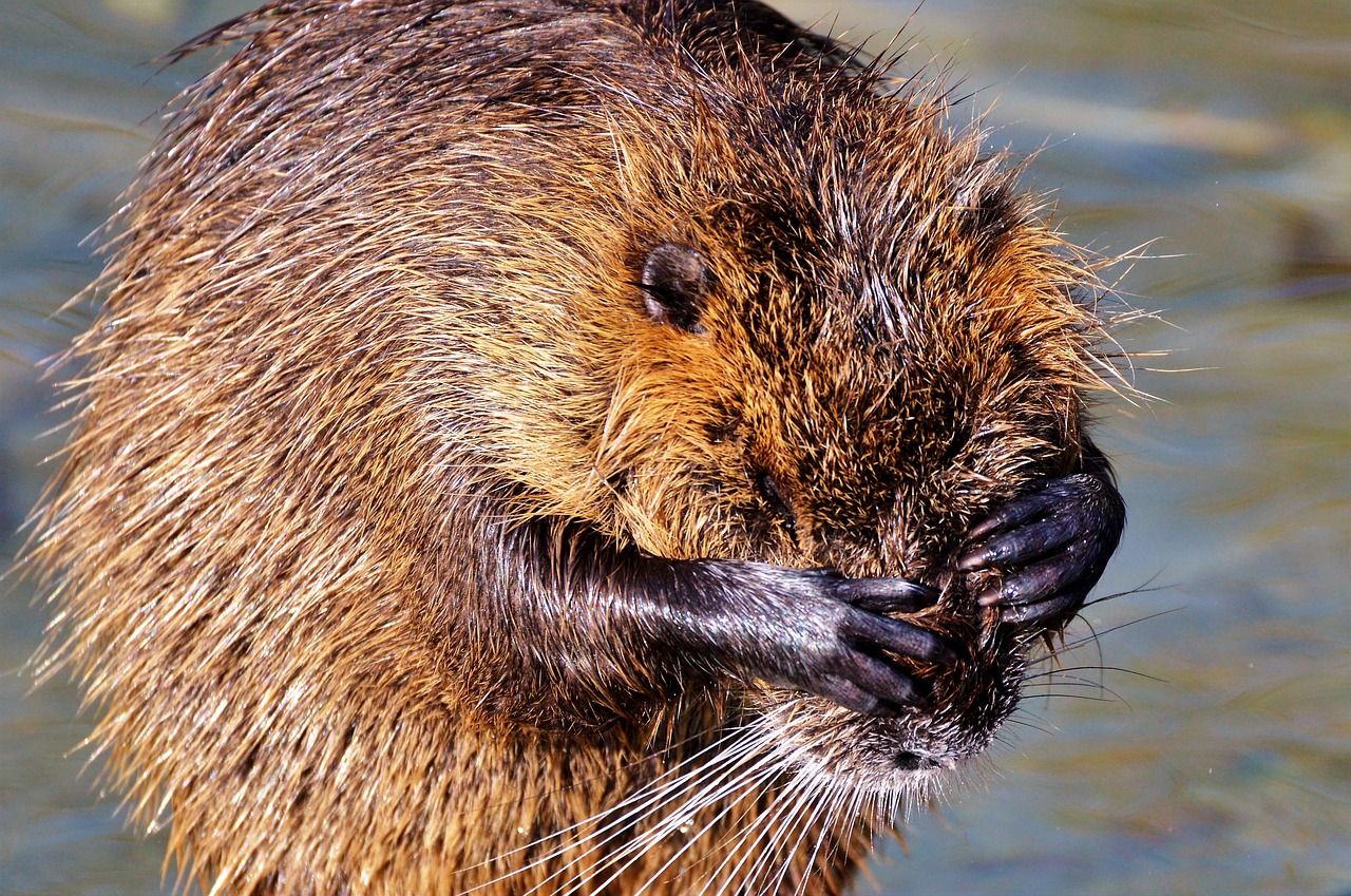 Nutria, Graužikas, Vandens Žiurkės, Graužikų Rūšys, Vandenys, Gyvūnas, Nager, Vanduo, Saulė, Gamta