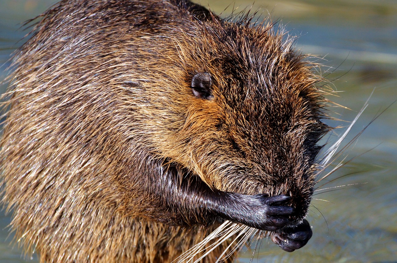 Nutria, Graužikas, Vandens Žiurkės, Graužikų Rūšys, Vandenys, Gyvūnas, Nager, Vanduo, Saulė, Gamta