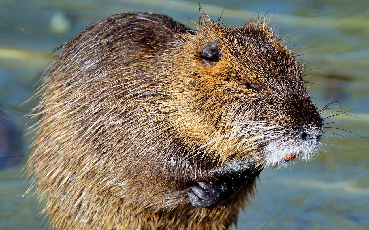 Nutria, Graužikas, Vandens Žiurkės, Graužikų Rūšys, Vandenys, Gyvūnas, Nager, Vanduo, Saulė, Gamta