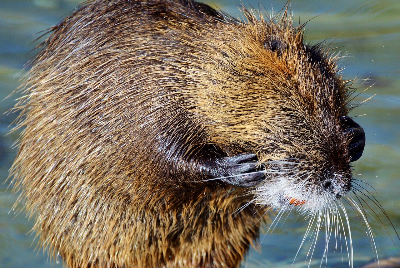 Nutria, Graužikas, Vandens Žiurkės, Graužikų Rūšys, Vandenys, Gyvūnas, Nager, Vanduo, Saulė, Gamta