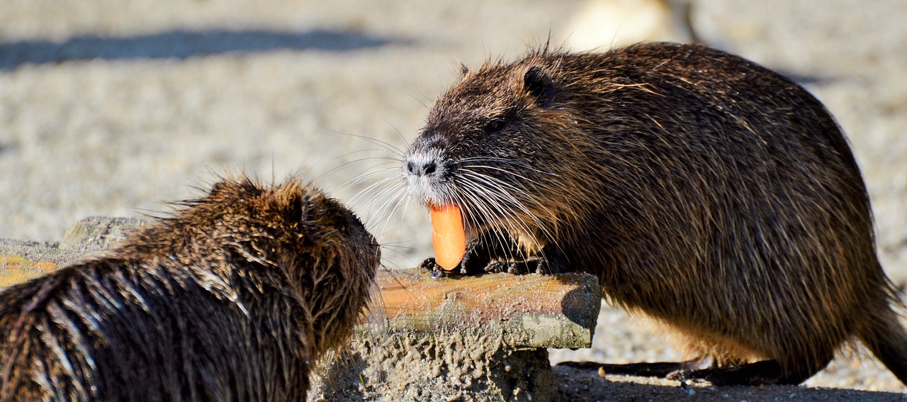 Nutria,  Graužikas,  Vandens Žiurkės,  Graužikų Rūšys,  Vandenys,  Gyvūnas,  Nager,  Vanduo,  Saulė,  Gamta