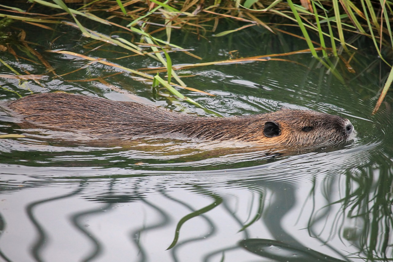 Nutria,  Gyvūnų Pasaulis,  Gamta,  Vandenys,  Gyvūnas,  Žinduolis,  Nager,  Be Honoraro Mokesčio, Nemokamos Nuotraukos,  Nemokama Licenzija