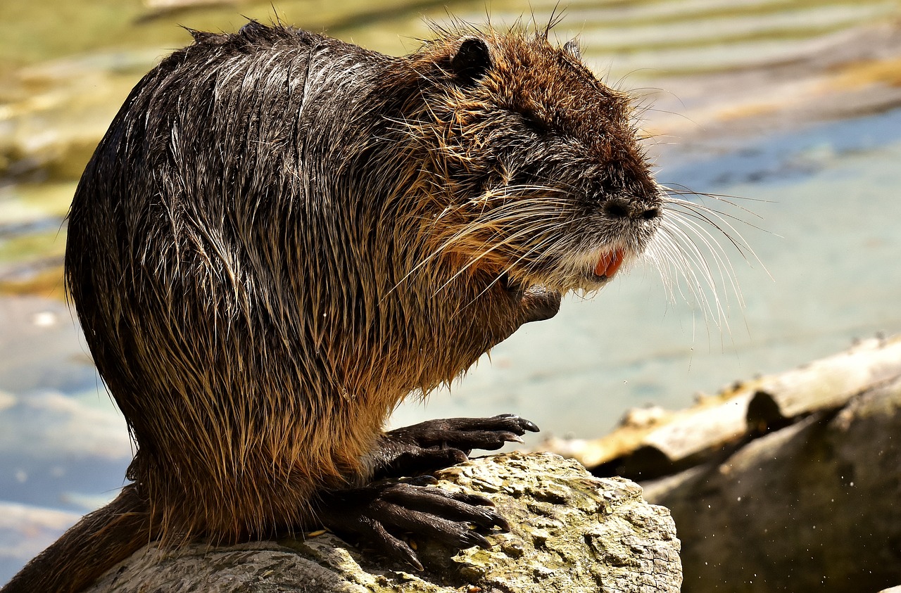 Nutrija,  Vandeninė Žiurkė,  Vandens,  Purslų,  Gyvūnijos Pasaulyje,  Gyvūnas,  Pobūdį,  Kailiai,  Graužikų,  Wildpark Poing