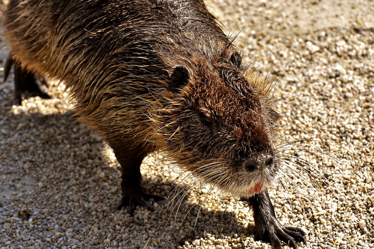 Nutrija,  Vandeninė Žiurkė,  Vandens,  Purslų,  Gyvūnijos Pasaulyje,  Gyvūnas,  Pobūdį,  Kailiai,  Graužikų,  Wildpark Poing