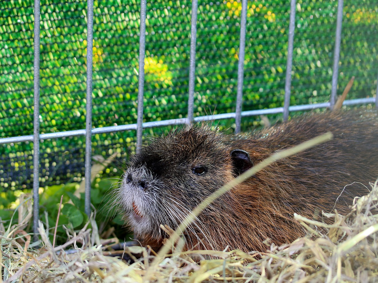 Nutrija,  Graužikų,  Žinduolis,  Narvas,  Gyvūnų Paroda, Nemokamos Nuotraukos,  Nemokama Licenzija