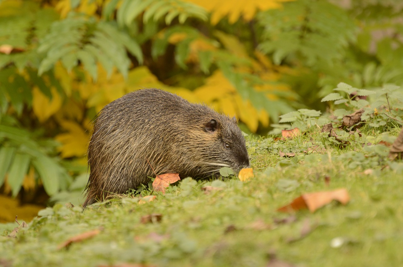 Nutrija,  Pobūdį,  Gyvūnijos Pasaulyje,  Nager,  Gyvūnas, Nemokamos Nuotraukos,  Nemokama Licenzija