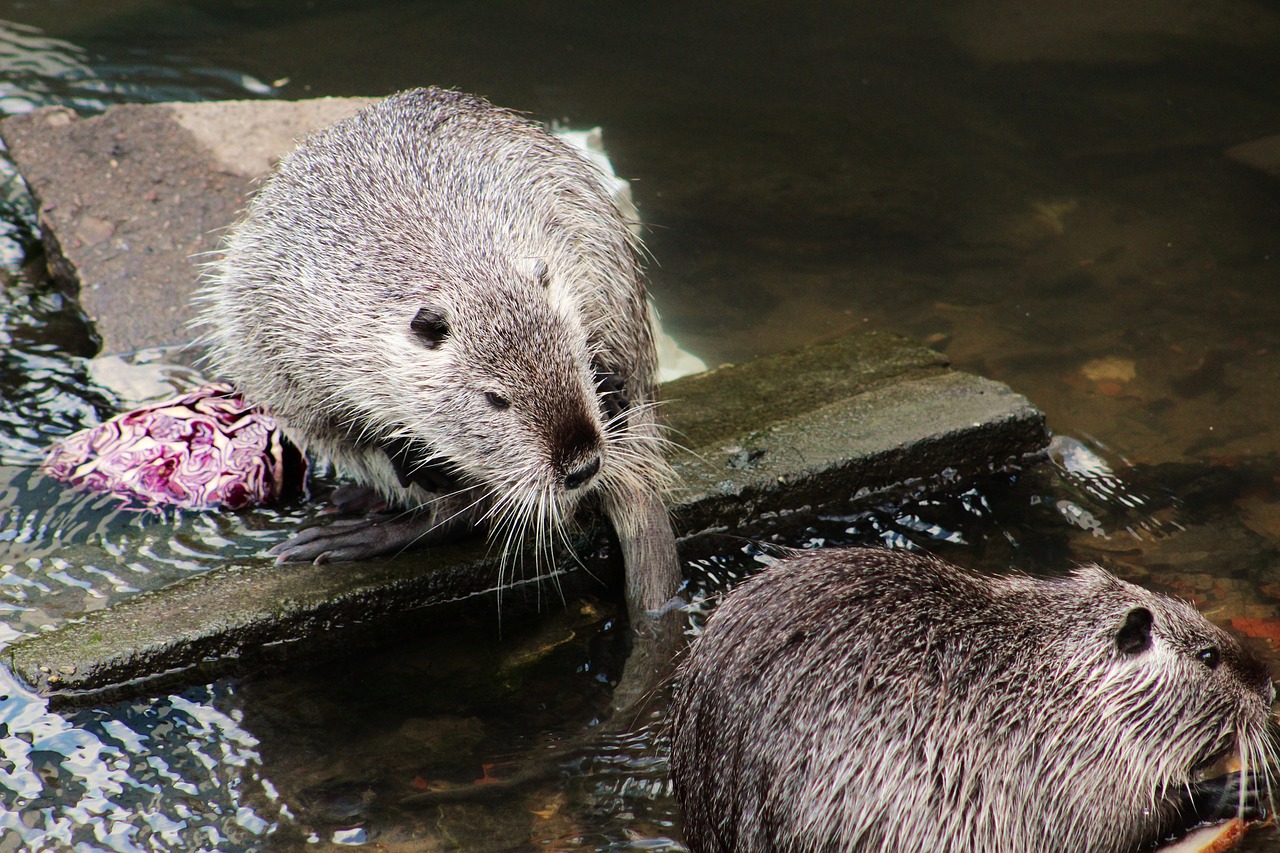 Nutrija,  Nutrie,  Graužikų,  Gyvūnas,  Augintinė,  Zoo,  Pobūdį,  Gyvūnai,  Gyvūnija,  Žinduolis