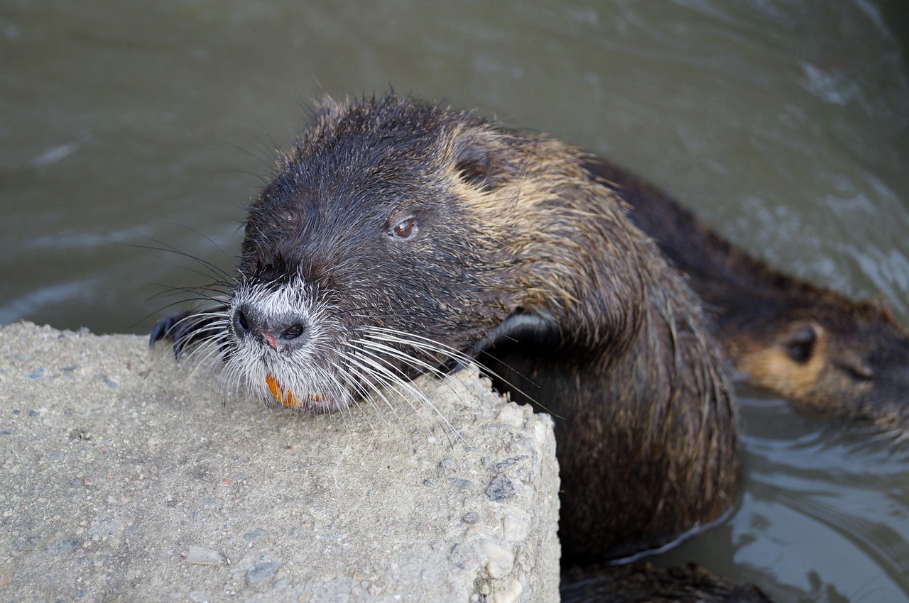 Nutria, Gyvūnas, Galva, Tvenkinys, Laukinis Gyvūnas, Nemokamos Nuotraukos,  Nemokama Licenzija