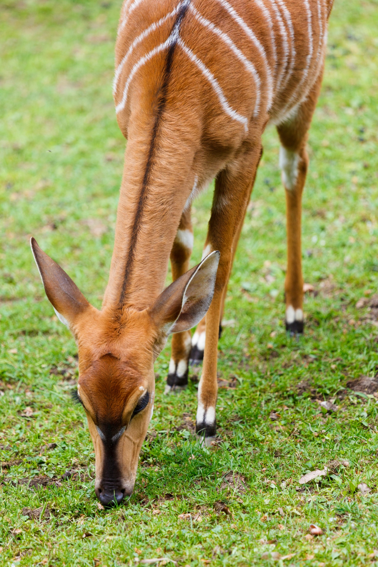 Afrika,  Afrikos,  Angasii,  Gyvūnas,  Antilopė,  Ruda,  Fauna,  Ganyklos,  Žinduolis,  Nyala