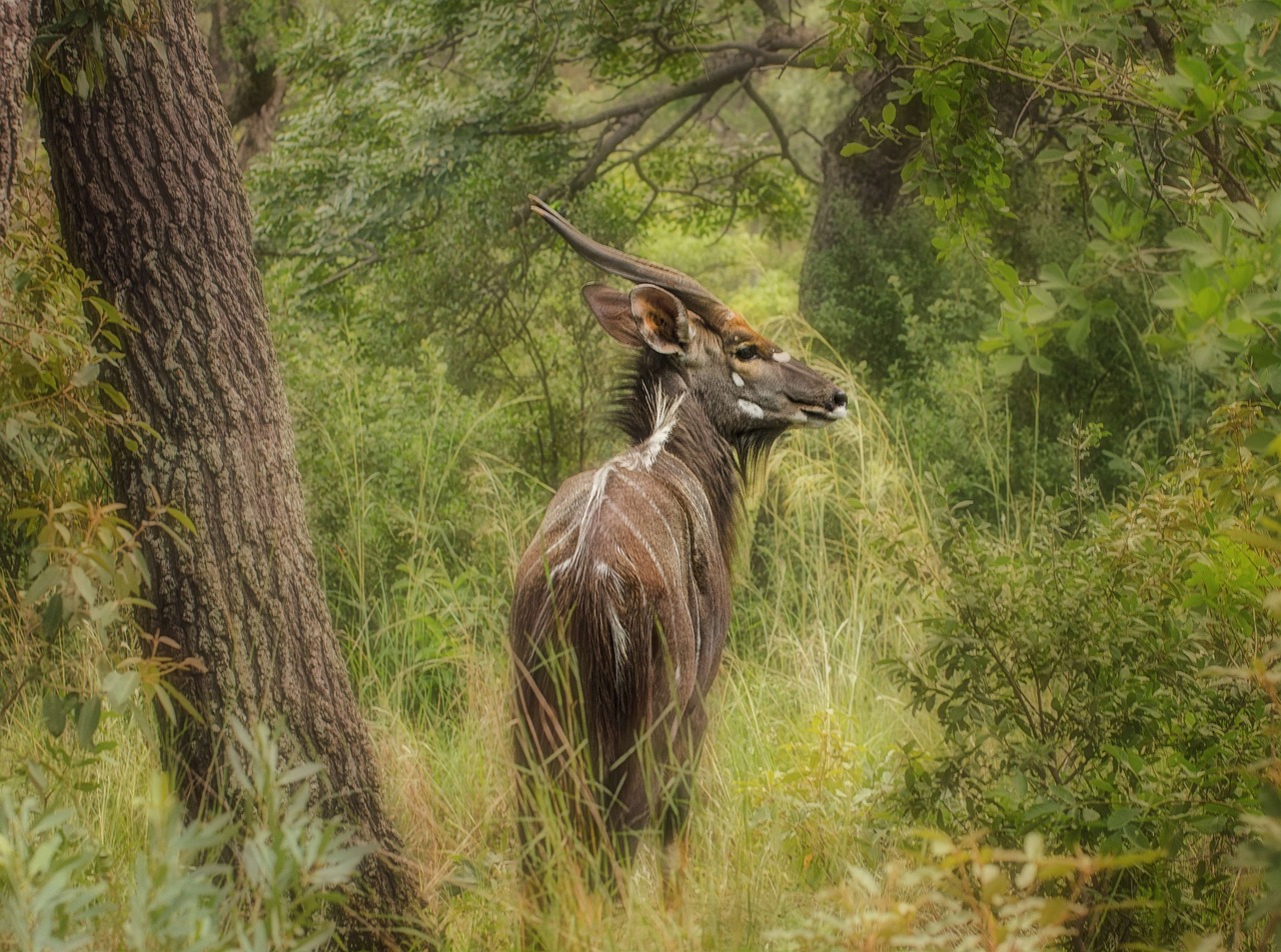 Nyala, Buck, Safari, Laukinė Gamta, Ragai, Į Pietus, Žaidimas, Nacionalinis, Išsaugojimas, Kruger