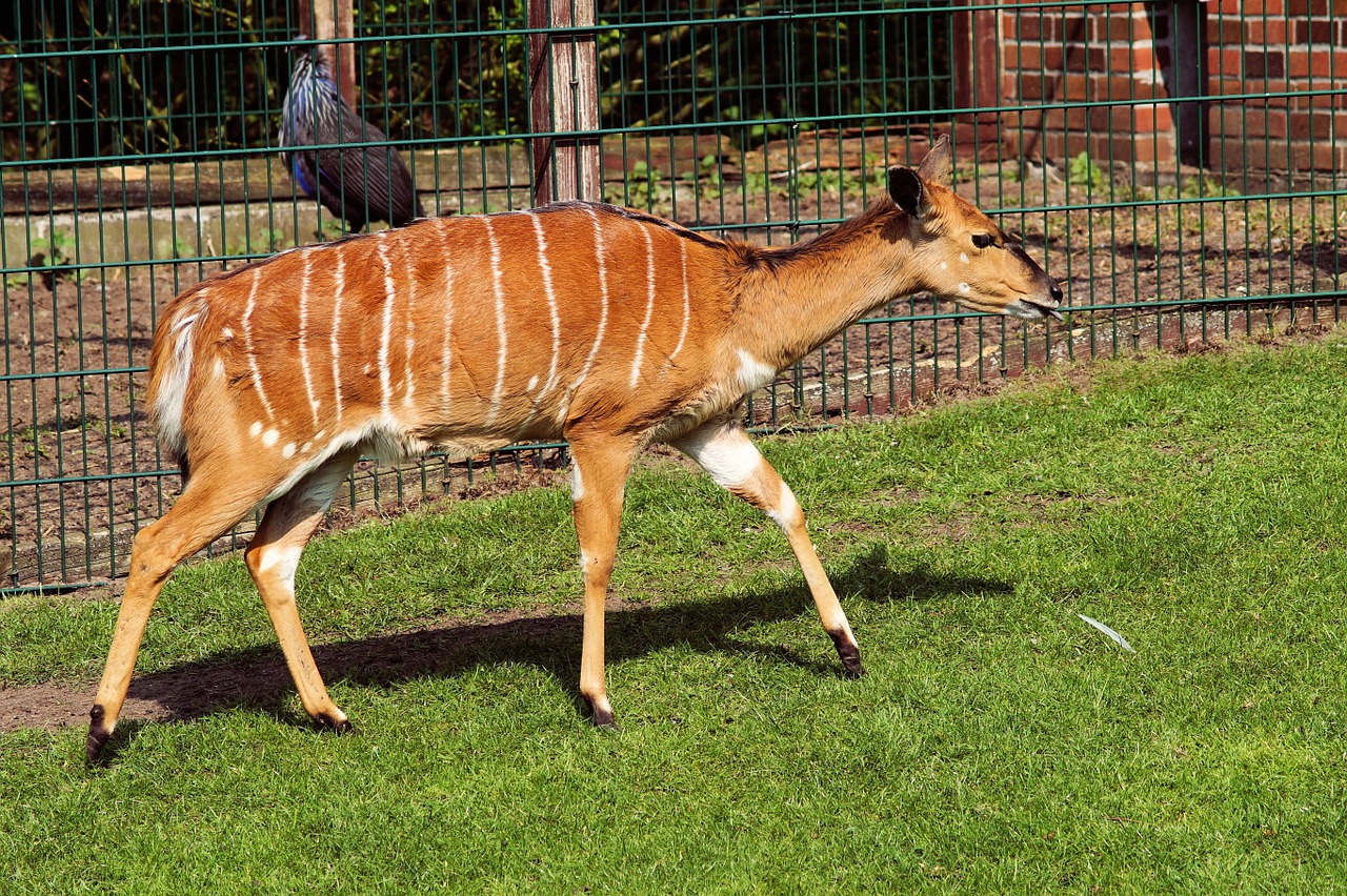 Nyala Antilopė, Tragelaphus Angasii, Moteris, Pietryčių Afrika, Retai, Grožis, Grakštus, Nemokamos Nuotraukos,  Nemokama Licenzija