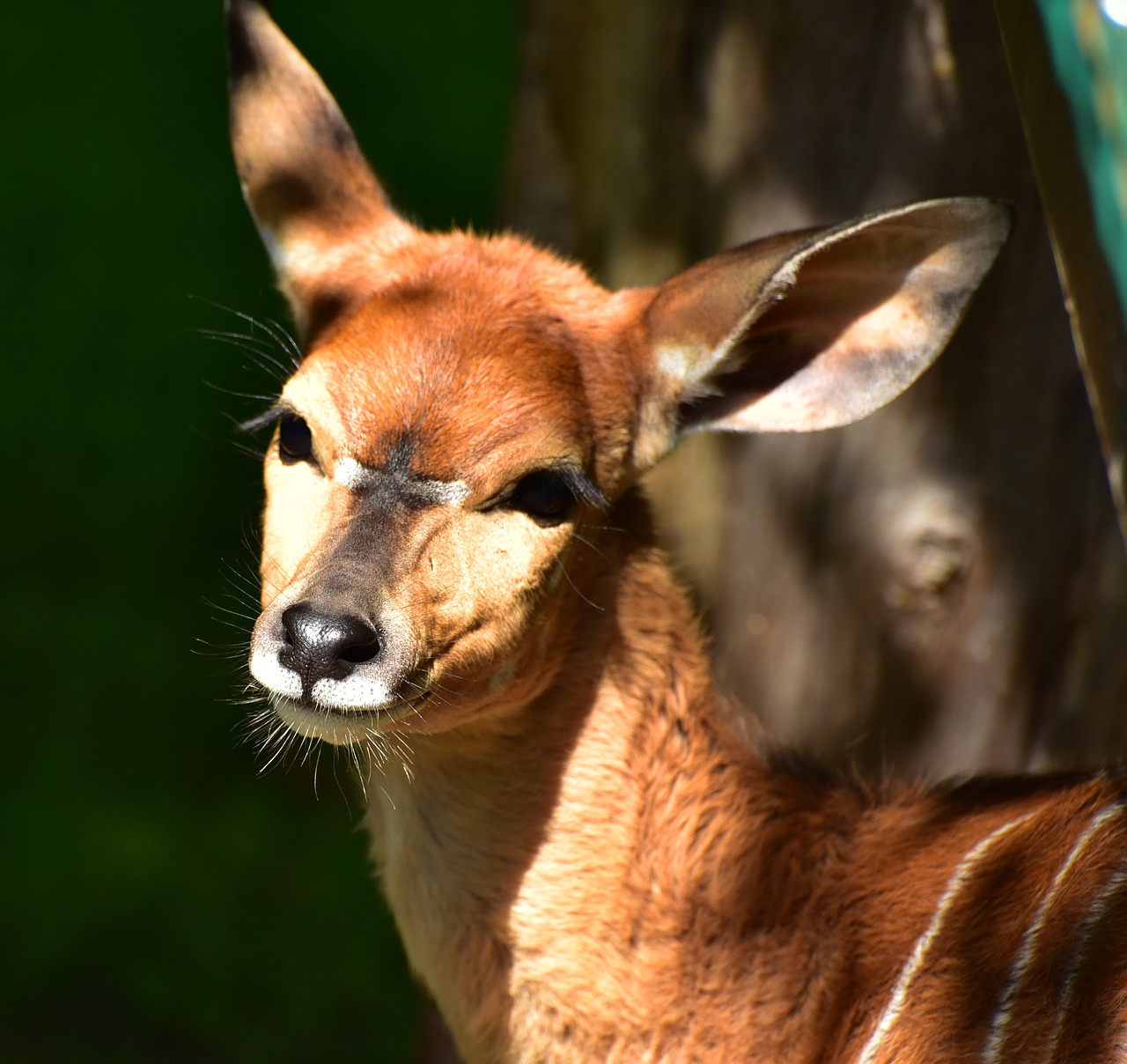 Nyala Antilopės,  Antilopė,  Ruda,  Ausys,  Gyvūnas,  Kailis,  Gamta,  Galva, Nemokamos Nuotraukos,  Nemokama Licenzija