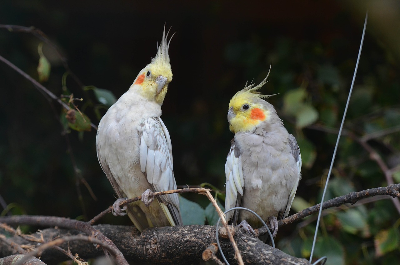 Nymph Parakeets,  Nykštukas Papūga,  Parakeets,  Paukščiai,  Zoologijos Sodas,  Pilka,  Paukštis,  Augintiniai, Nemokamos Nuotraukos,  Nemokama Licenzija