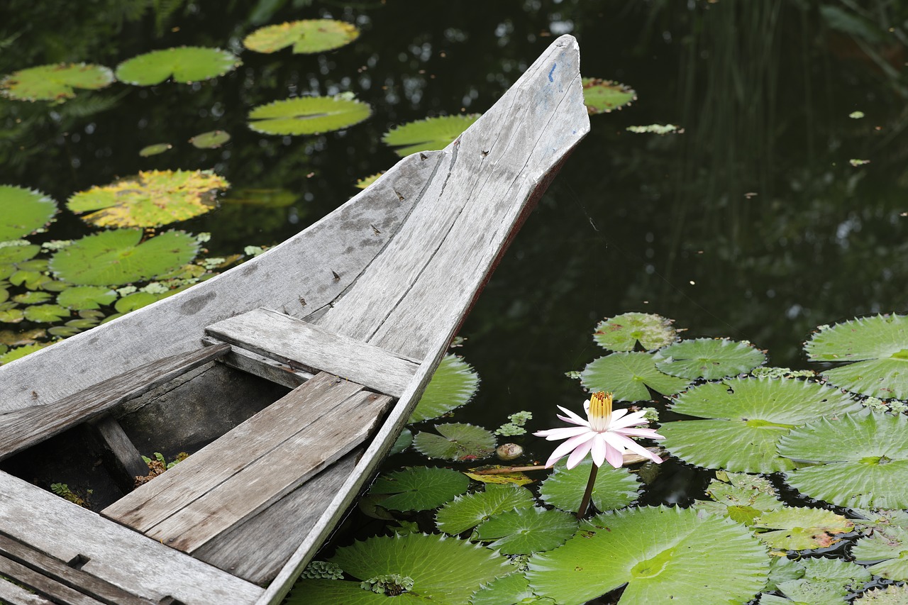 Nymphaea Alba, Tvenkinys, Lotosas, Nemokamos Nuotraukos,  Nemokama Licenzija