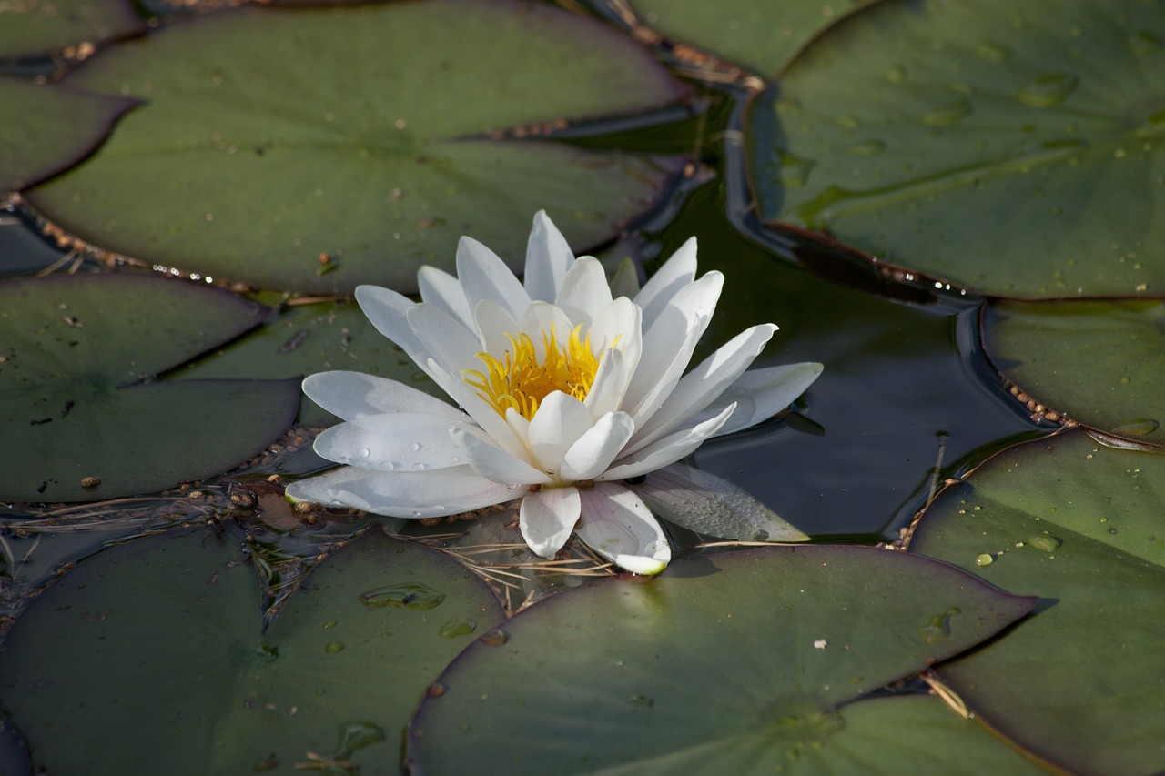 Nymphaea Alba, Vandens Lelija, Vandens Augalas, Tvenkinys, Vandens Lapeliai Palieka, Nemokamos Nuotraukos,  Nemokama Licenzija