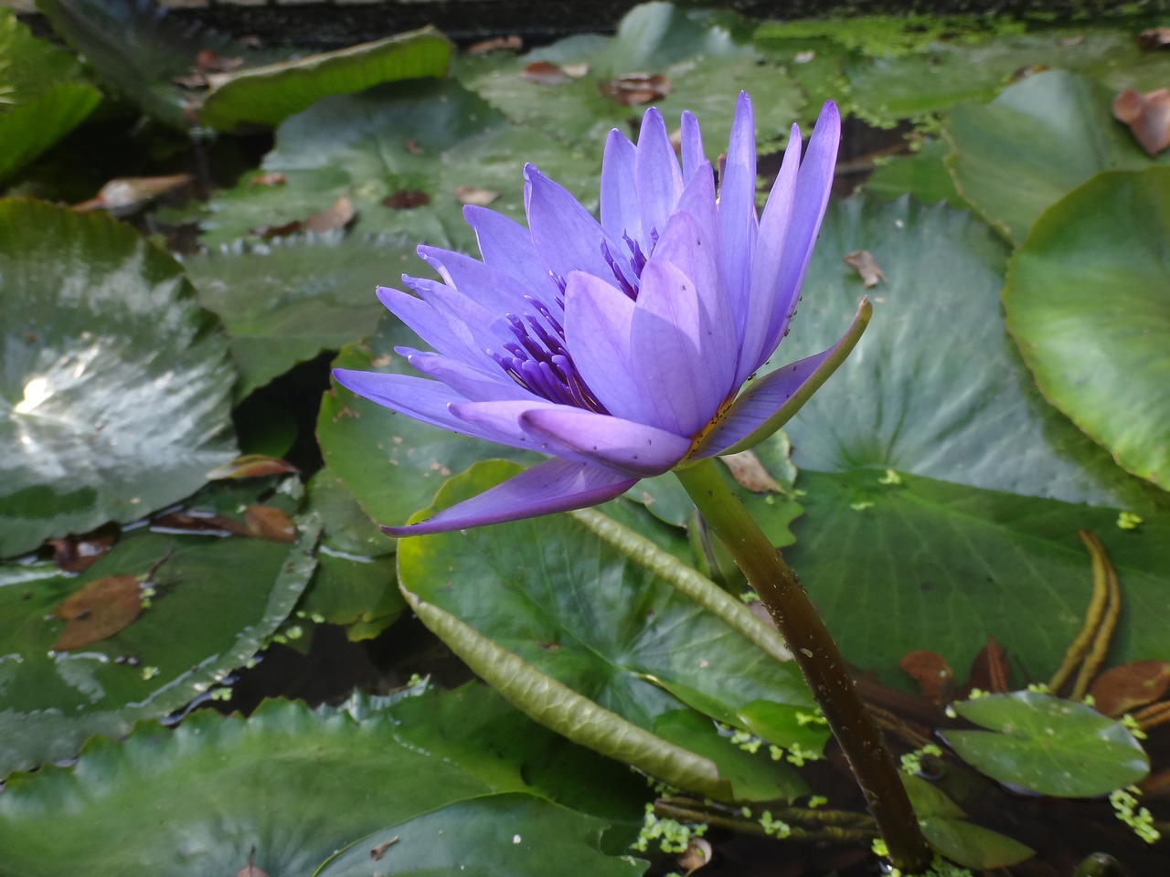 Nymphaea Alba, Lotosas, Violetinė, Po Pietų, Violetinė Nymphaea Alba, Augalas, Natūralus, Aiškus Valymas, Nemokamos Nuotraukos,  Nemokama Licenzija