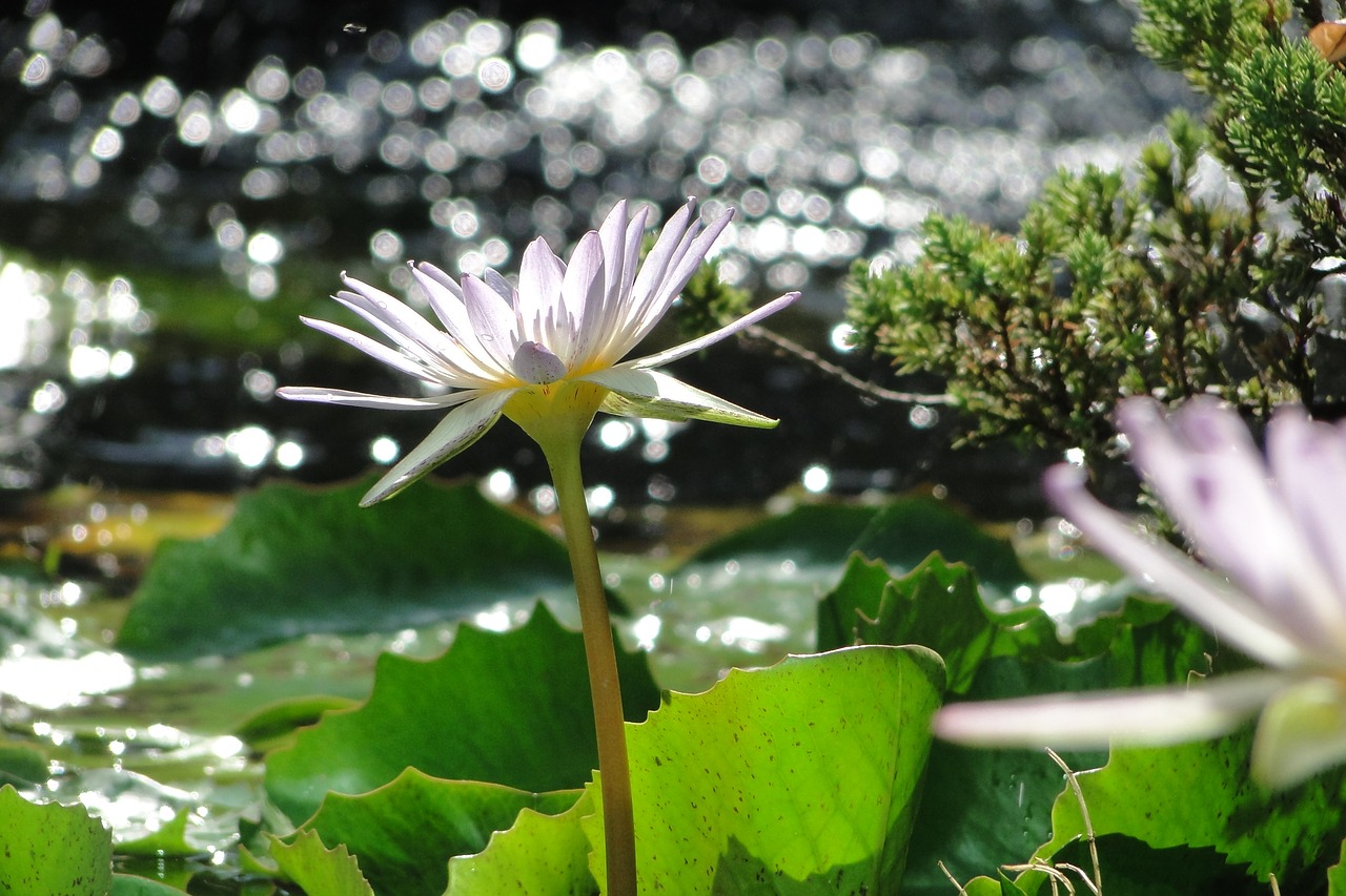 Nymphaea Alba, Gėlė, 綻, Vasara, Spalvinga Saulė, Nemokamos Nuotraukos,  Nemokama Licenzija