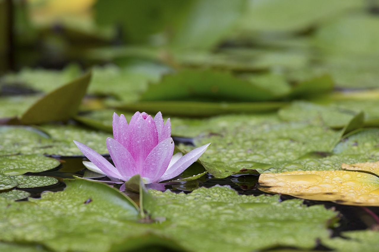 Nymphaea Alba,  Lotus,  Vandens Augalai,  Vasara, Nemokamos Nuotraukos,  Nemokama Licenzija