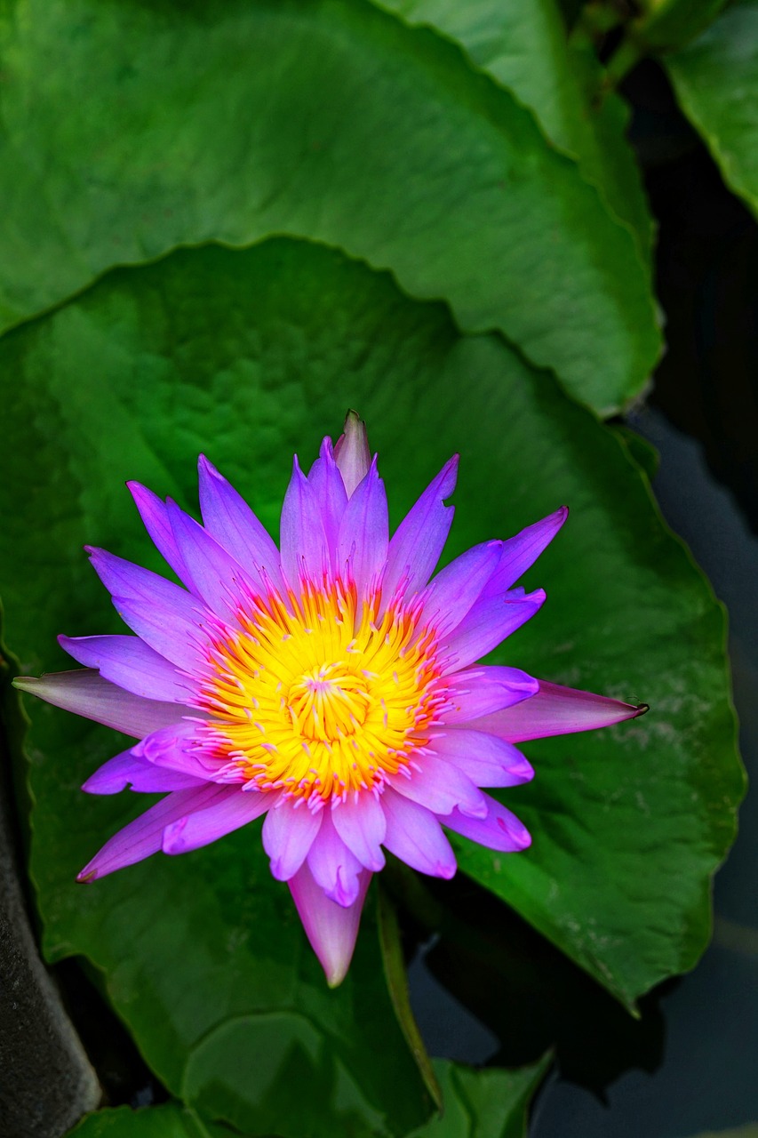 Nymphaea Stellata Waterlily,  Lelija,  Pobūdį,  Gėlė,  Lapų,  Vasara,  Žydi,  Žiedlapis,  Gražus,  Vandens