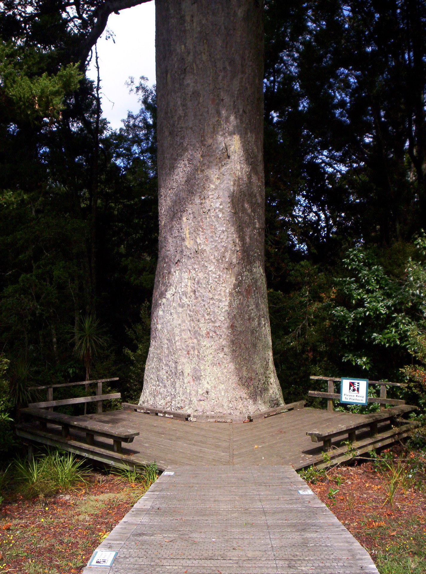 Medis,  Gamta,  Didelis & Nbsp,  Medis,  Nz Kauri Medžio Kamieno, Nemokamos Nuotraukos,  Nemokama Licenzija