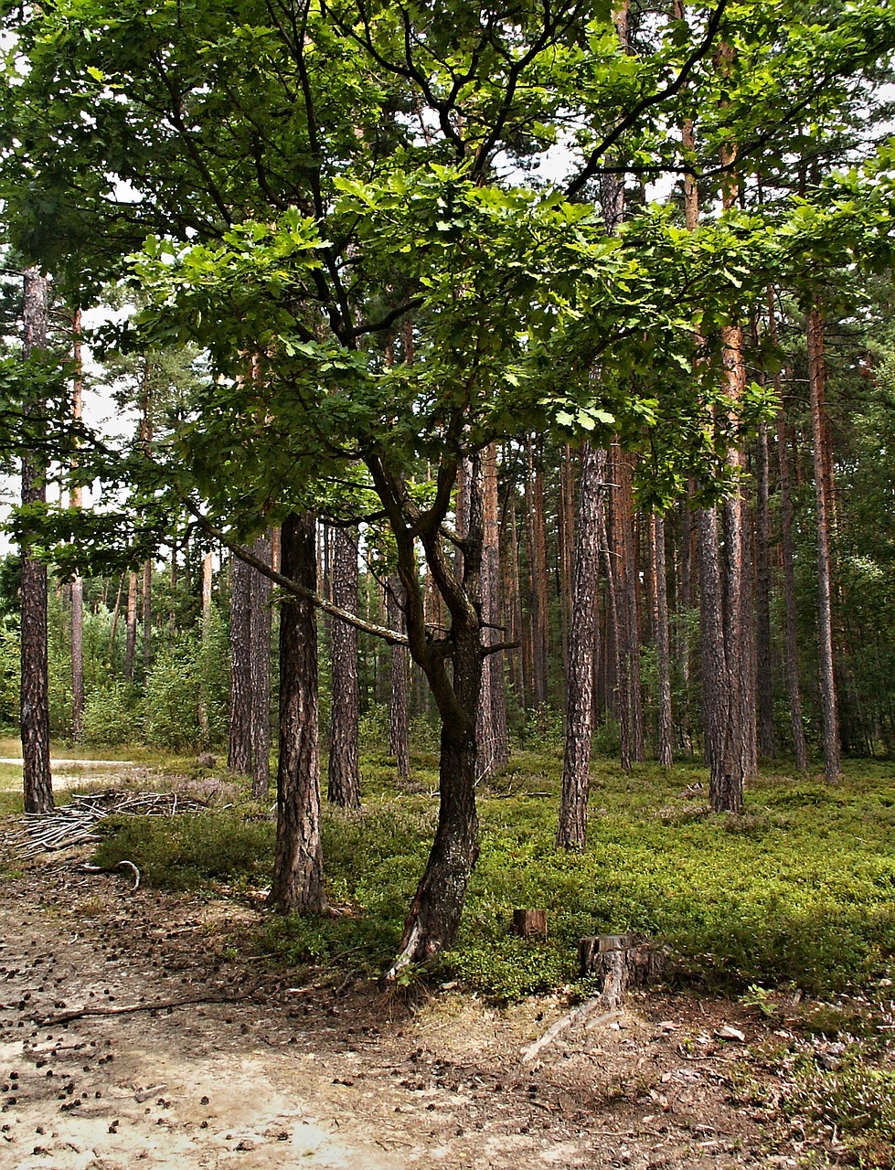 Ąžuolo, Miškas, Medžiai, Medis, Miško Kelias, Spurgai, Mėlynių , Nemokamos Nuotraukos,  Nemokama Licenzija