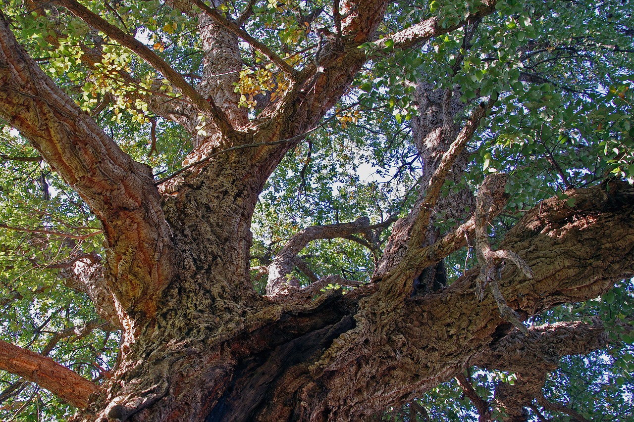 Ąžuolo, Kamštiena, Quercus Suber, Visžalis, Medis, Medžiai, Žievė, Jėga, Nemokamos Nuotraukos,  Nemokama Licenzija