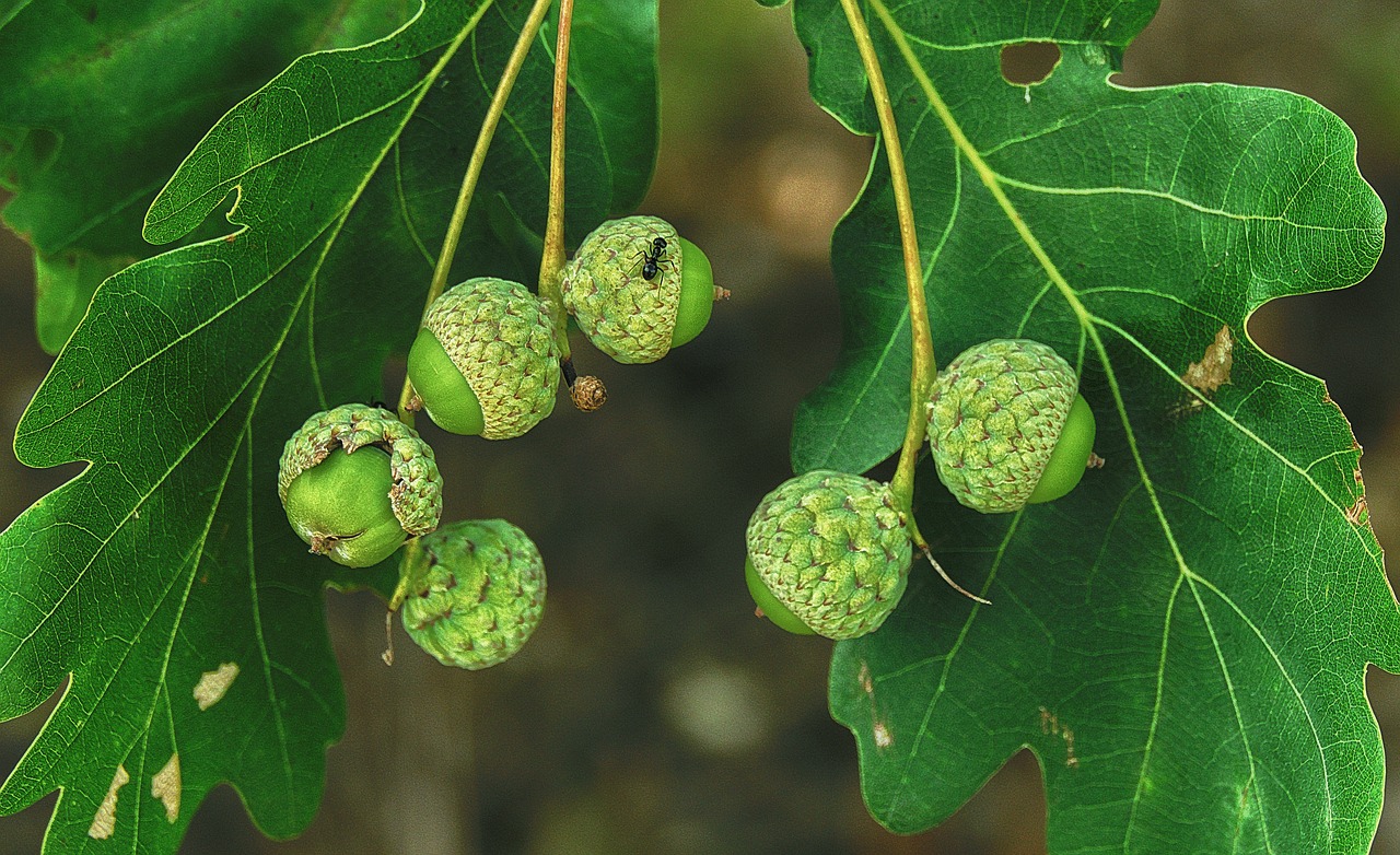 Ąžuolo,  Gilės,  Ant,  Lapai,  Riešutų,  Vaisių,  Infructescence,  Makro, Nemokamos Nuotraukos,  Nemokama Licenzija