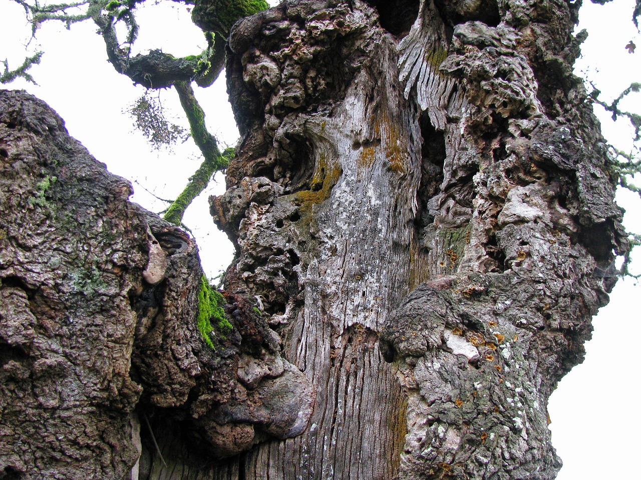 Ąžuolo, Medis, Gnarled, Žievė, Bagažinė, Oregonas Baltas Ąžuolas, Quercus, Garryana, Mediena, Tekstūra