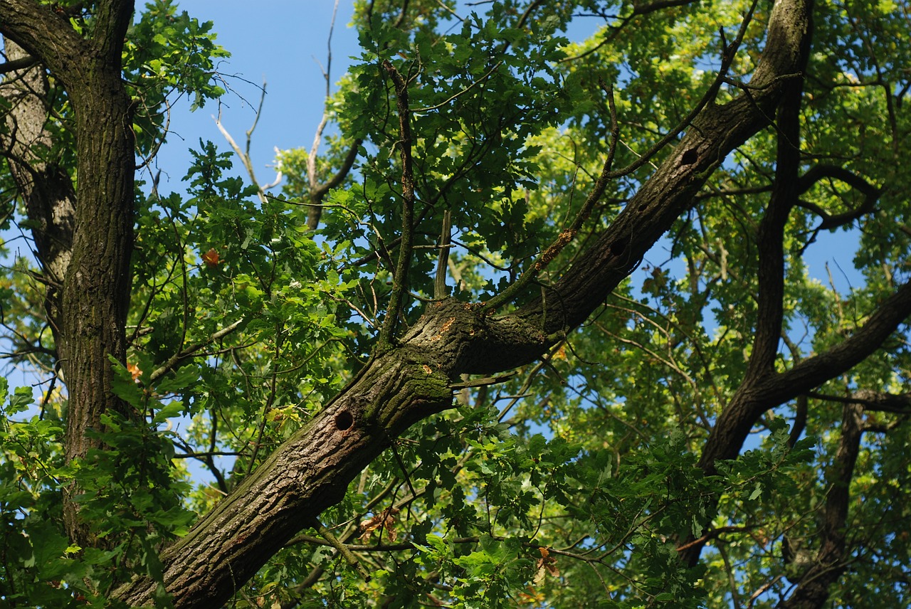 Ąžuolo, Medis, Filialai, Dangus, Mėlynas, Lapai, Ąžuolas, Lizdą, Niekinis, Lizdų Ertmę