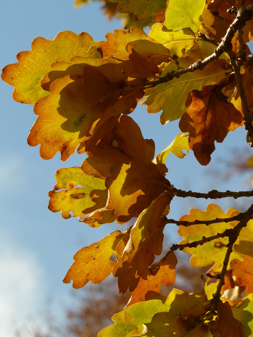 Ąžuolo Lapai, Ąžuolo, Quercus, Sėdi Ąžuolo, Quercus Petraea, Žieminiai Ąžuolo, Aukso Ruduo, Auksinis Spalio Mėn ., Ruduo, Spalio Mėn