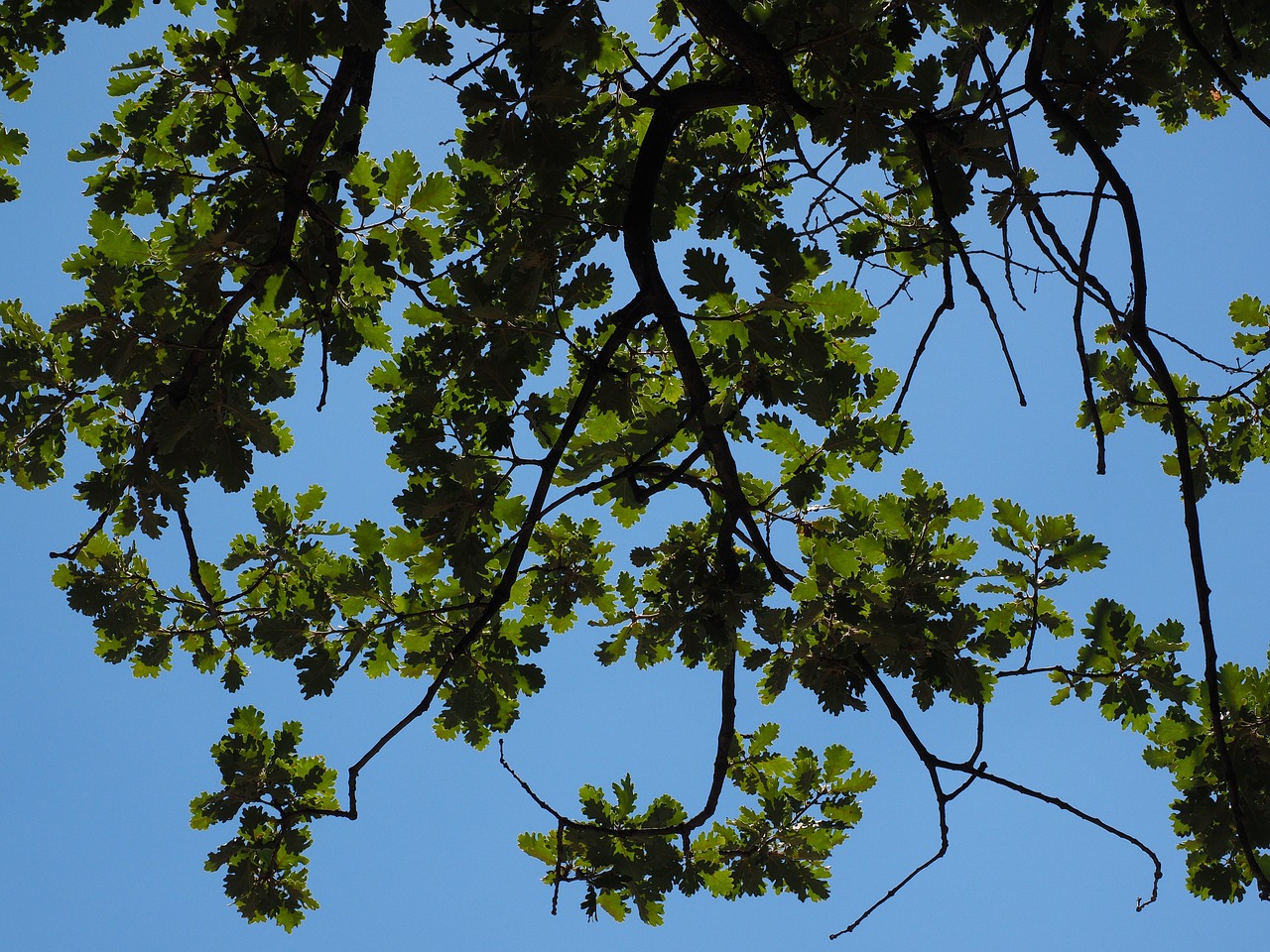 Ąžuolo Lapai, Estetinis, Filialai, Ąžuolo, Medis, Ąžuolo Plytelės, Pūkų Ąžuolo, Quercus Pubescens Willd, Quercus Lanuginosa, Quercu