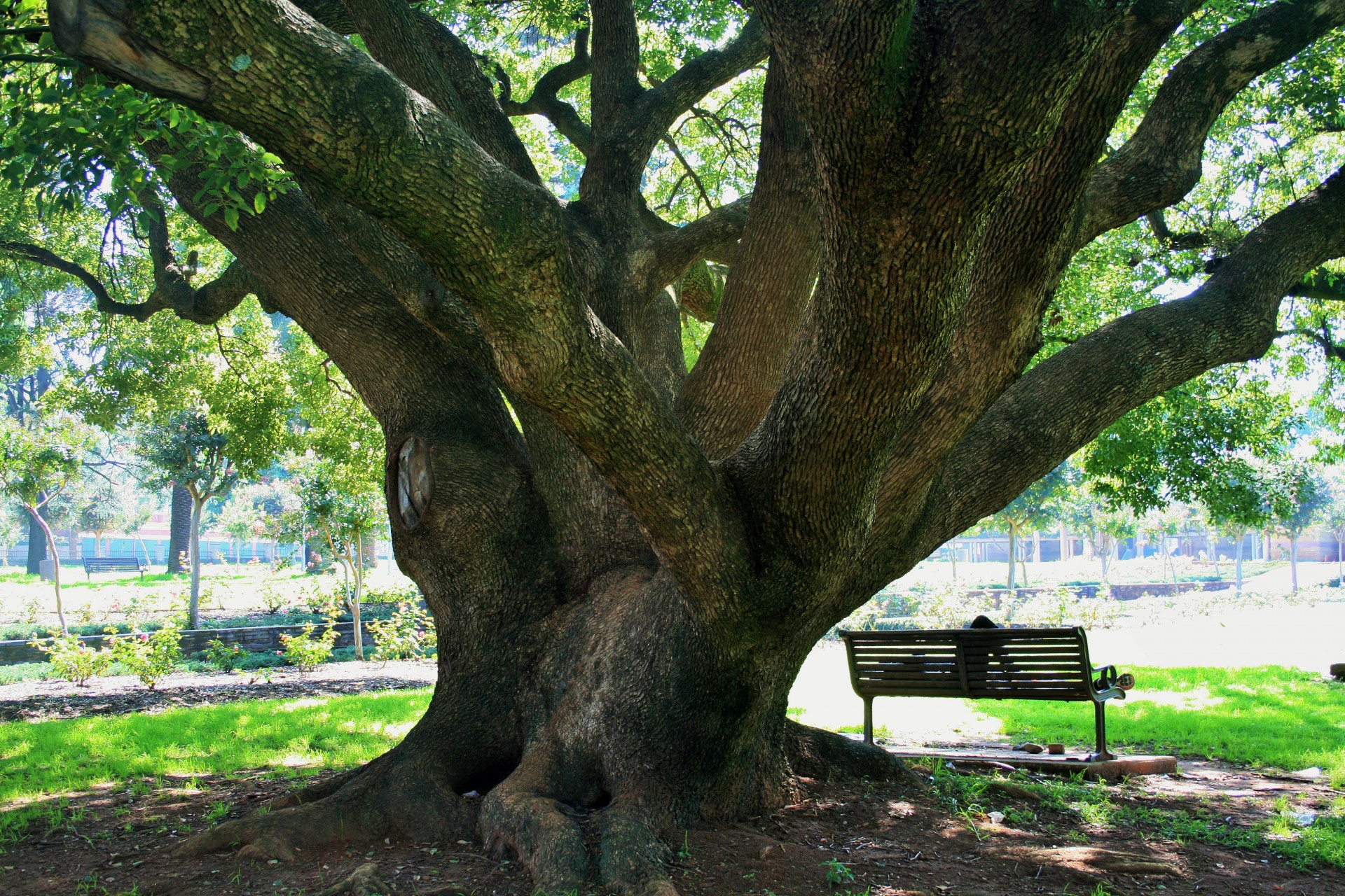 В парке старинном деревья. Дуб черешчатый Дубрава. Дуб черешчатый аллея. Черешчатый дуб в парке Гомеля. Дуб черешчатый ствол.