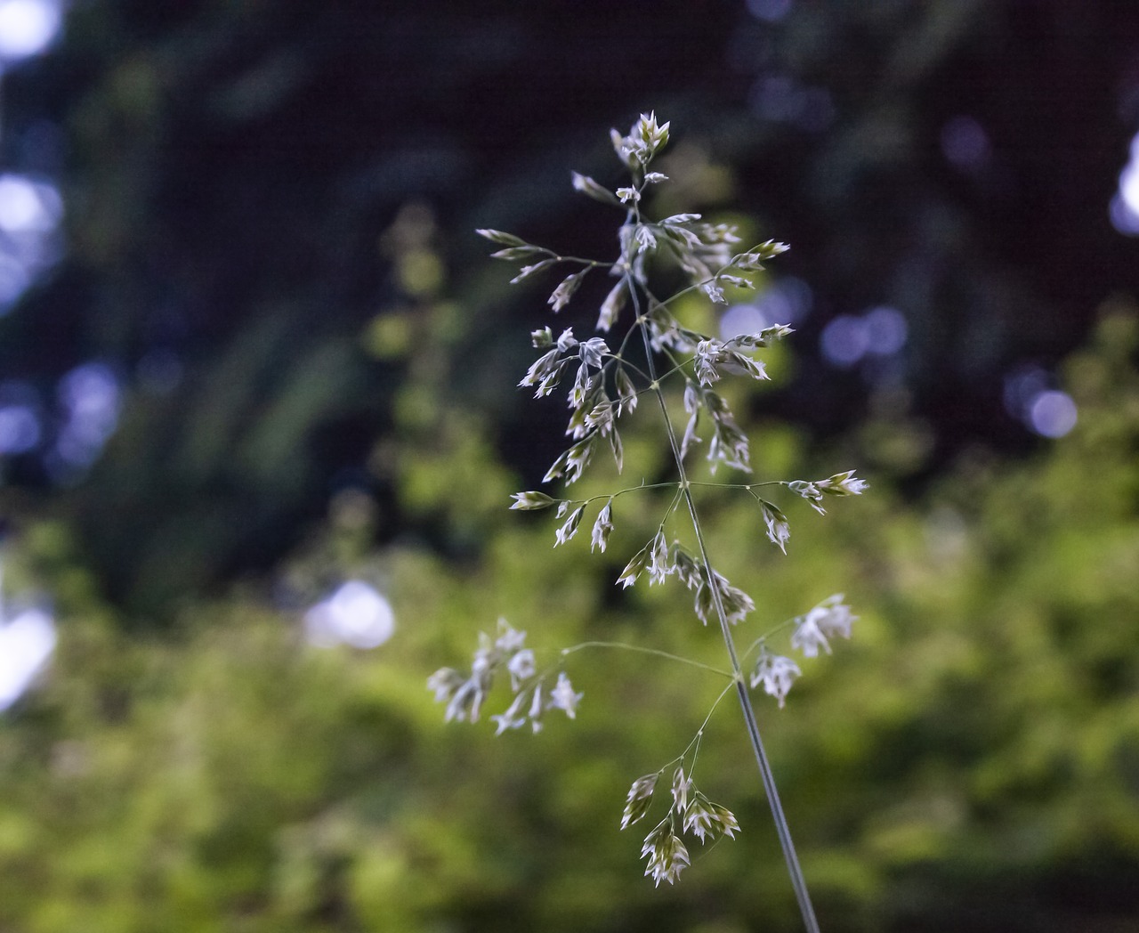 Avižos,  Meadow,  Sodas,  Pobūdį,  Žalias,  Iš Arti,  Tvarumas,  Žemdirbystė,  Aplinka,  Makro