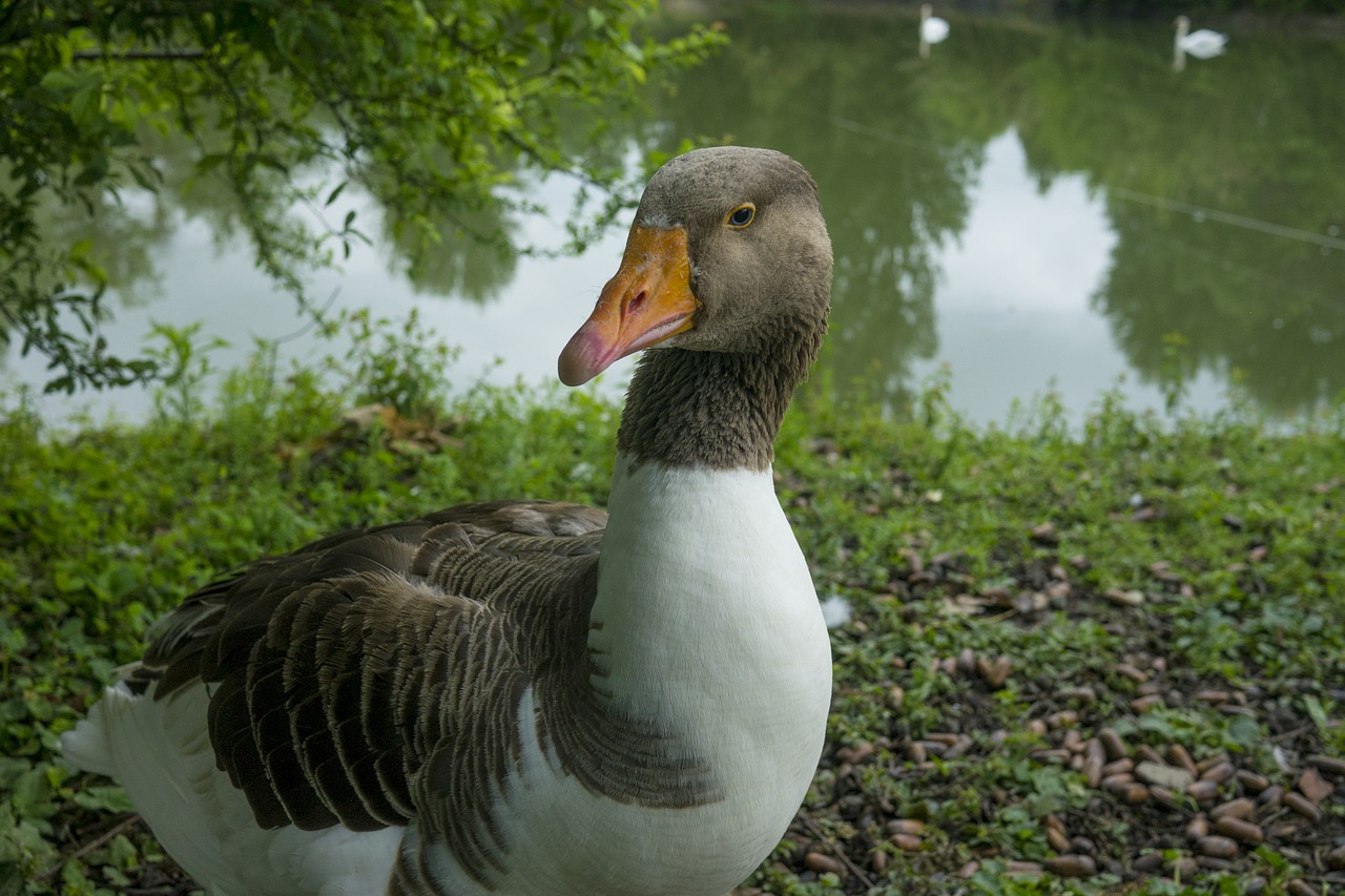 Oca, Gyvūnai, Ežeras, Plunksnos, Biped, Fauna, Snapas, Žalias, Prato, Gyvūnas