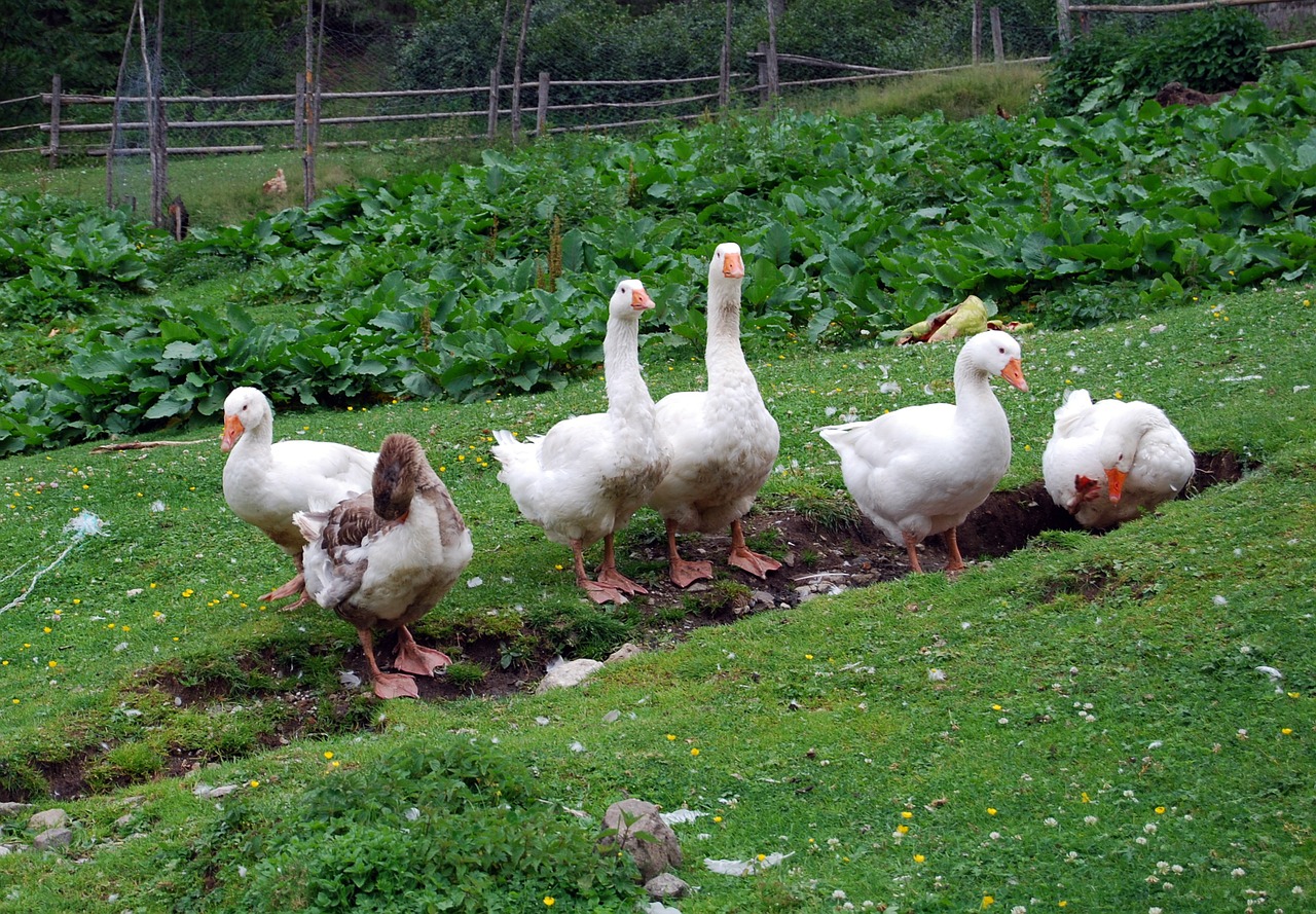 Oca, Bianca, Prato, Žalias, Gyvūnas, Biped, Paukštis, Nemokamos Nuotraukos,  Nemokama Licenzija