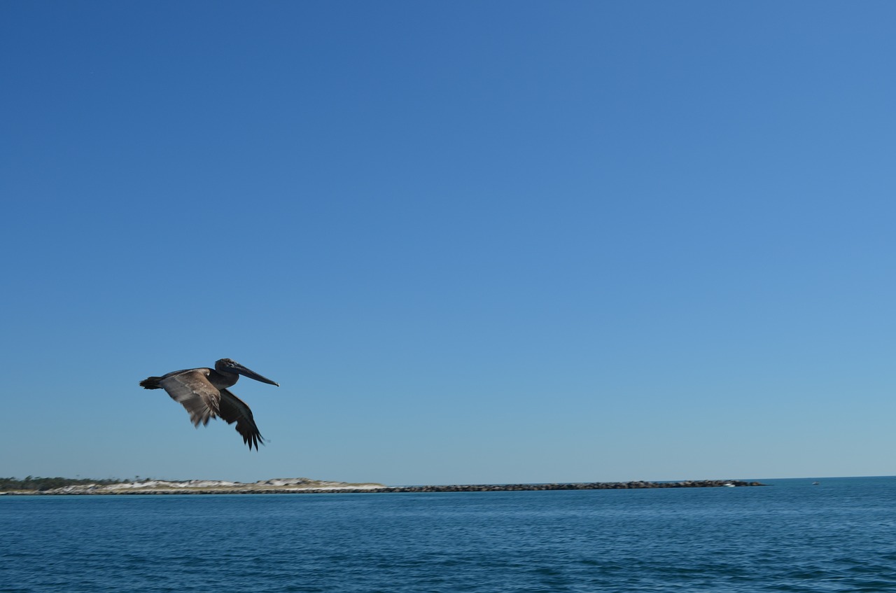 Paukščiai, Pelican, Skrydis, Vandenynas, Papludimys, Nemokamos Nuotraukos,  Nemokama Licenzija