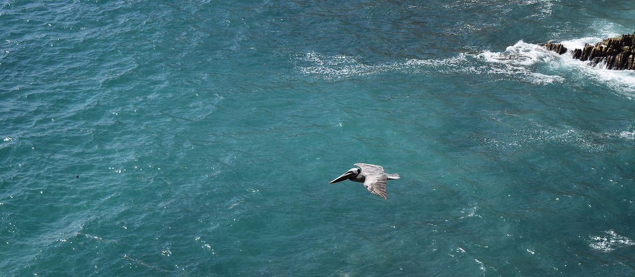 Vandenynas, Paukštis, Pelican, Ramiojo Vandenyno Regionas, Jūra, Vanduo, Gyvūnas, Laukinė Gamta, Gamta, Kranto