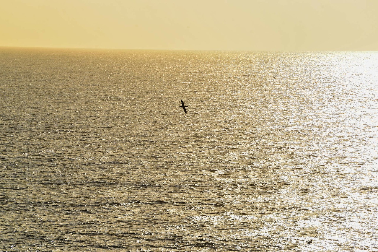 Vandenynas, Horizontas, Saulėlydis, Twilight, Jūra, Sidabras, Gannet, Paukštis, Australia, Nemokamos Nuotraukos