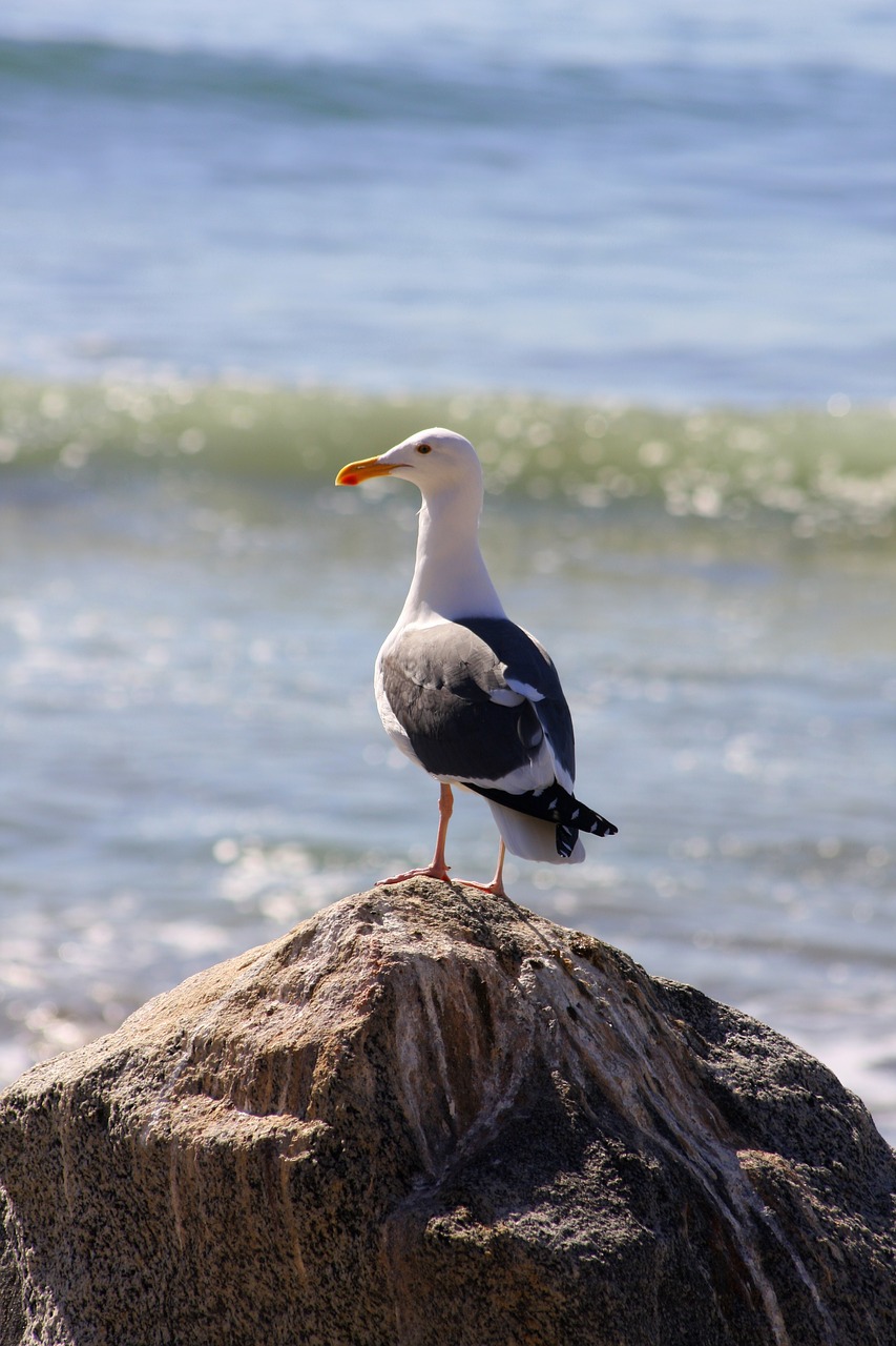 Vandenynas,  Sea Gull,  Kiras,  Rokas,  Jūra,  Žuvėdra,  Plunksna,  Gyvūnas,  Pobūdį,  Kirai