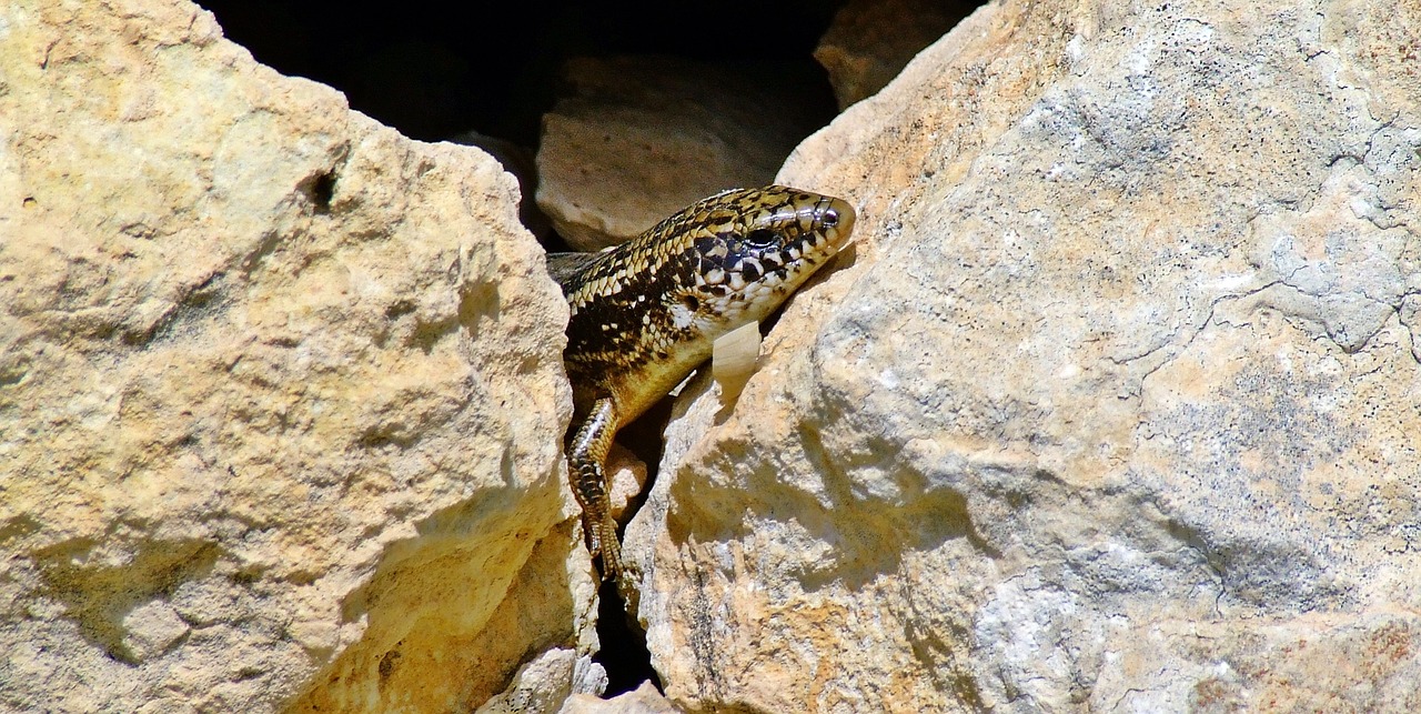 Ocellated Skink, Skink, Driežas, Ropliai, Laukinė Gamta, Ocellated, Gyvūnas, Kalcidai, Gamta, Egzotiškas