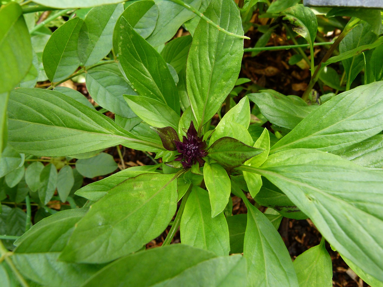 Ocimum Basilicum, Bazilikas, Tajų Bazilikas, Saldus Bazilikas, Maistas, Daržovių, Sveikas, Žolė, Ingredientas, Aromatiniai