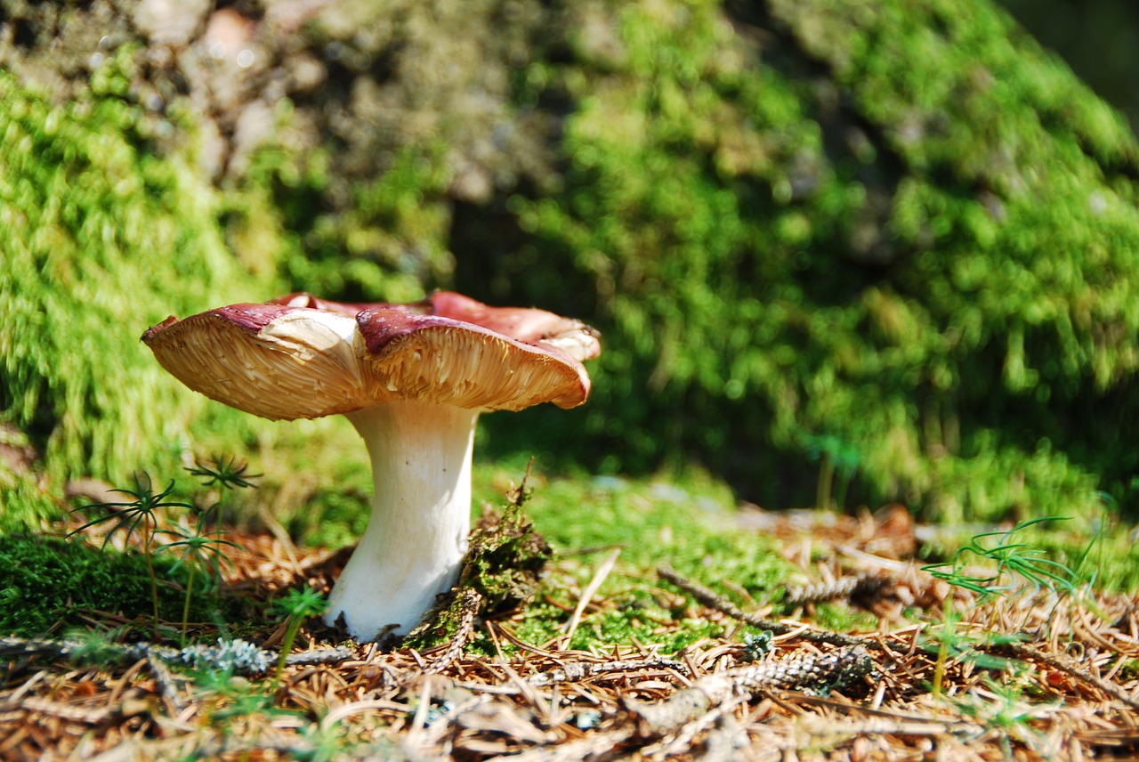 Ockerblättriger Zinnobertäubling, Grybai, Raudona, Russula, Nemokamos Nuotraukos,  Nemokama Licenzija