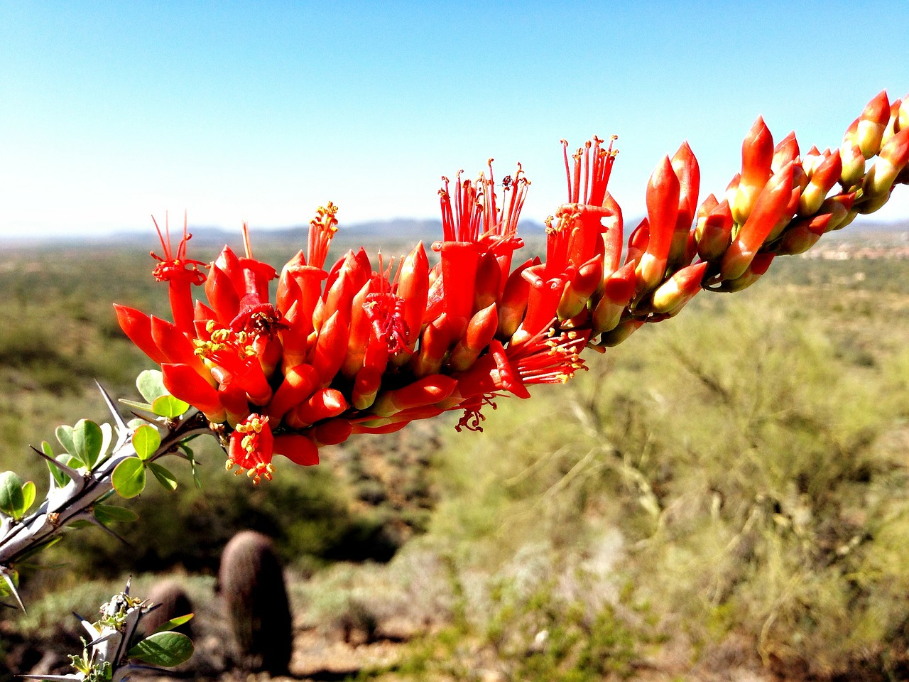 Ocotillo, Dykuma, Arizona, Gėlių, Augalas, Natūralus, Žiedas, Žydėti, Žiedlapis, Botanikos