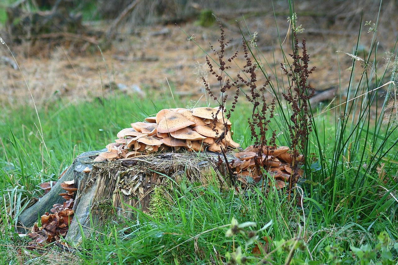 Spalio Mėn, Ruduo, Miškas, Aukso Ruduo, Auksinis Spalio Mėn ., Auksinis, Grybai, Grybai, Kelmas, Nemokamos Nuotraukos