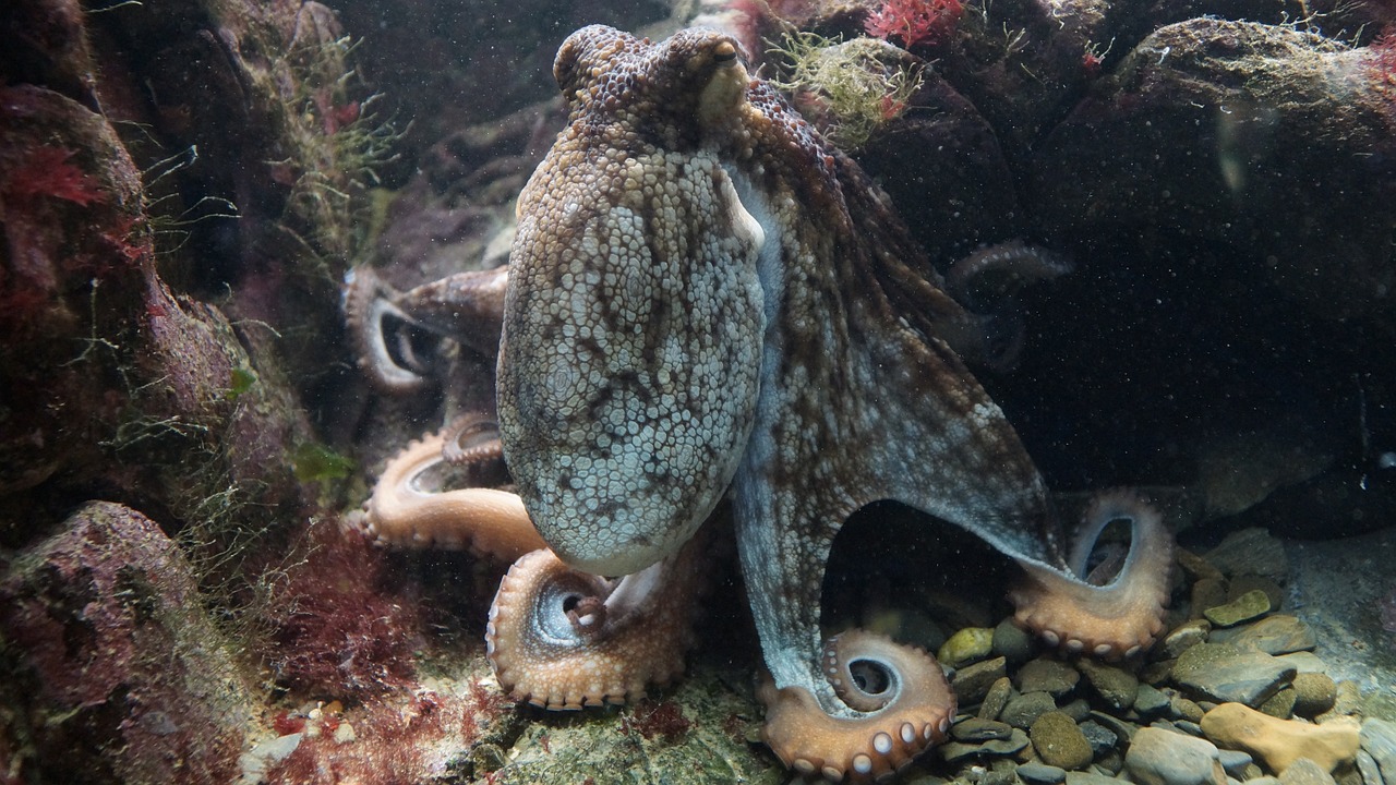 Aštuonkojai, Kraken, Octopus Vulgaris, Paprastasis Aštuonkokas, Vandenynas, Galvos Smegenys, Bestuburiai, Aštuonkampis, Povandeninis, Nardymas