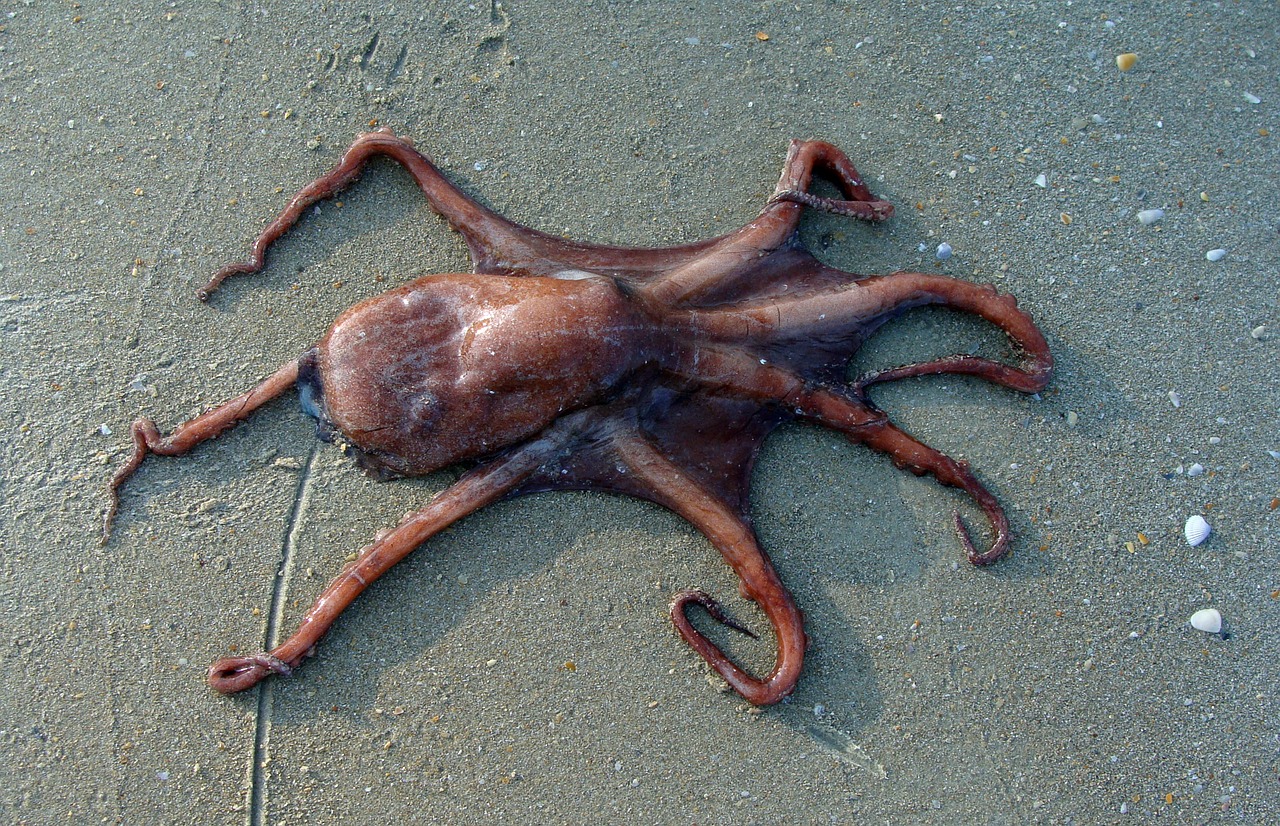 Aštuonkojai, Papludimys, Smėlis, Jūra, Gyvūnas, Jūrų, Organizmas, Indijos Vandenynas, Octopus Vulgaris, Indija