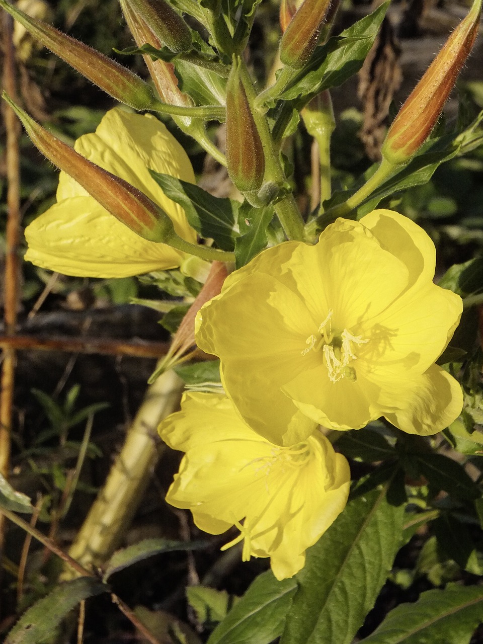 Oenothera, Rožinė Vakarinė Ramunė, Geltona Gėlė, Gėlės, Oenothera Biennis, Citrina, Onagraceae, Nemokamos Nuotraukos,  Nemokama Licenzija