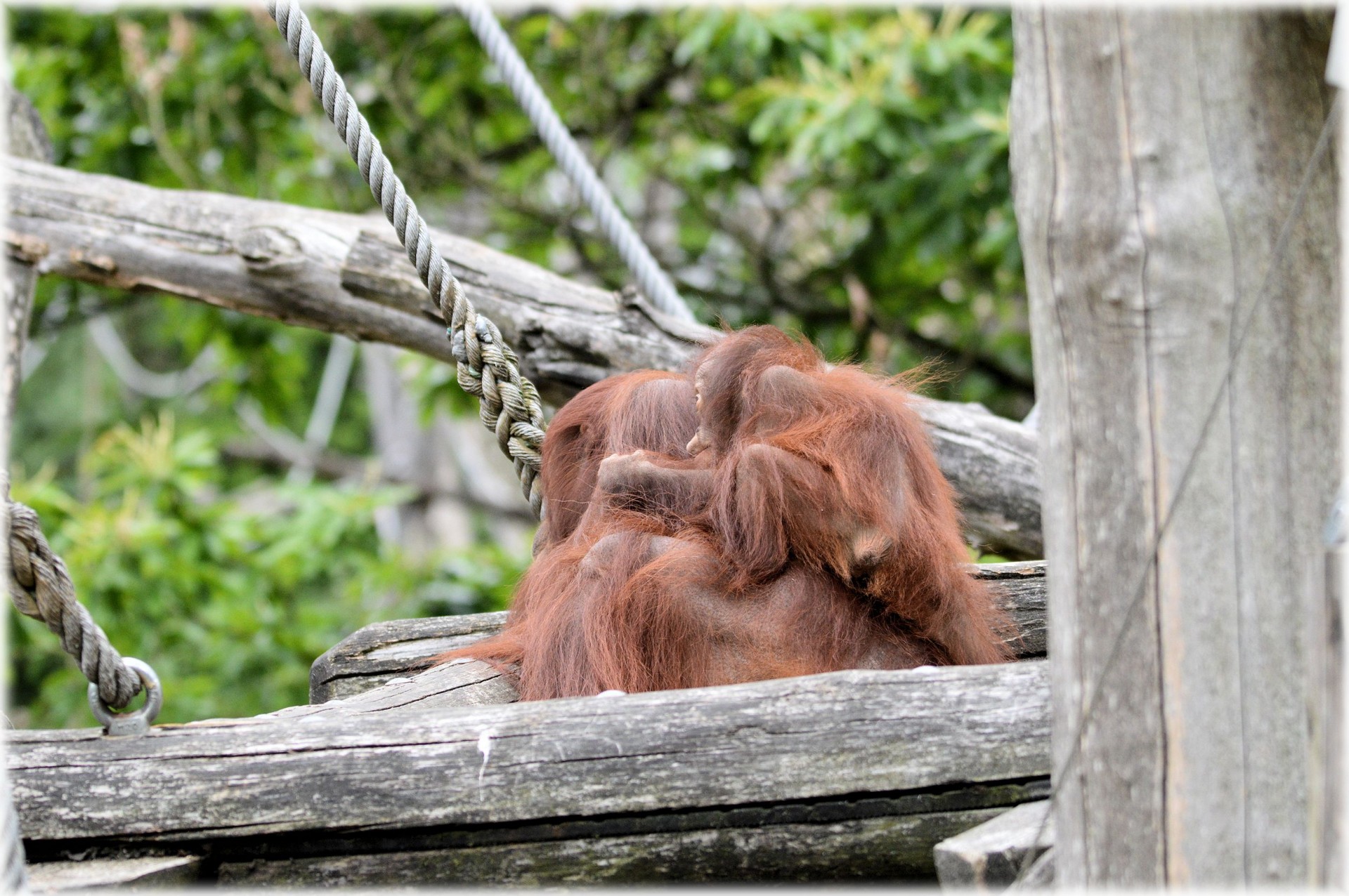 Orangutanas,  Beždžionė,  Kūdikis,  Gyvūnas,  Orangutanas 1, Nemokamos Nuotraukos,  Nemokama Licenzija