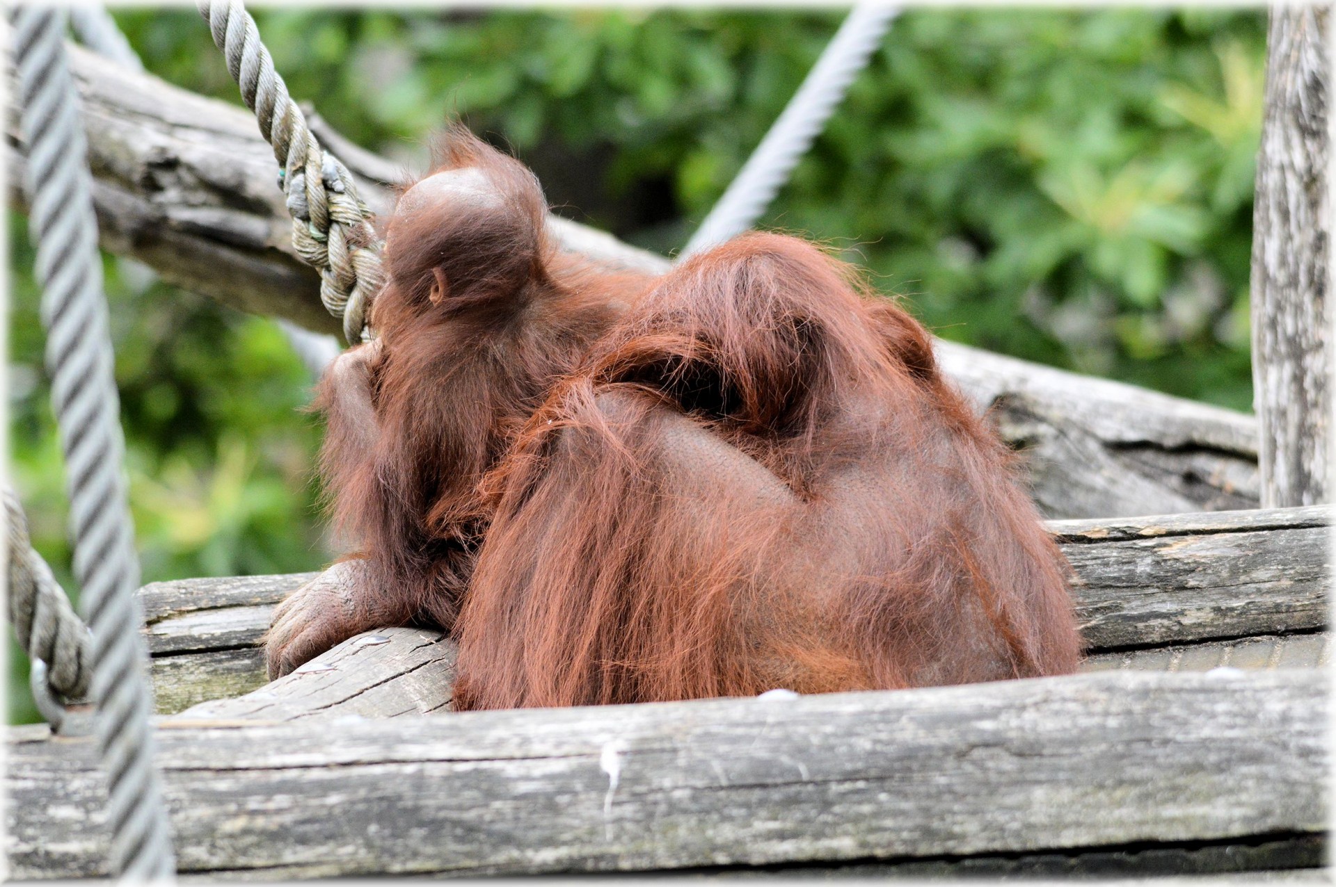 Orangutanas,  Beždžionė,  Kūdikis,  Gyvūnas,  Orangutanas 5, Nemokamos Nuotraukos,  Nemokama Licenzija