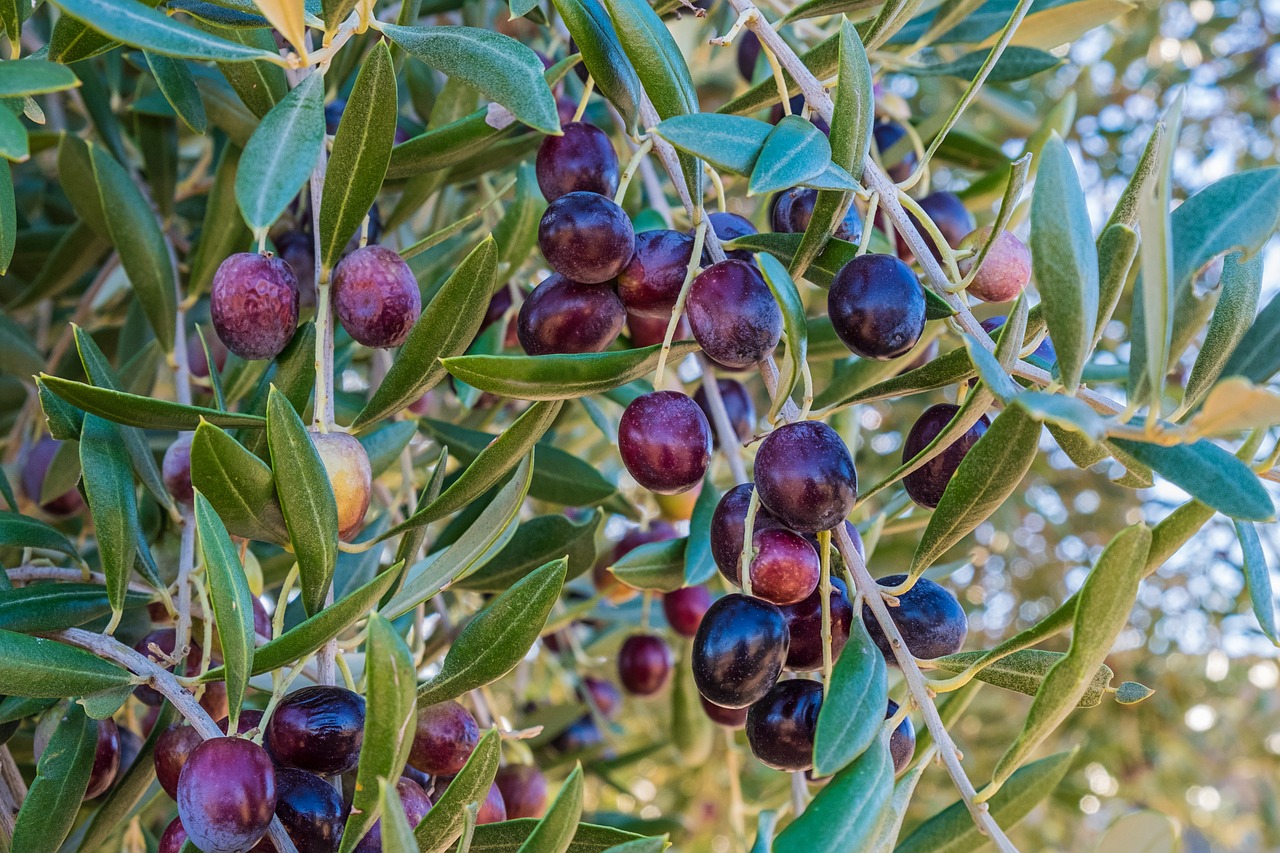 Aliejus, Alyvuogės, Alyvuogių, Derlius, Lapai, Vaisiai, Nemokamos Nuotraukos,  Nemokama Licenzija